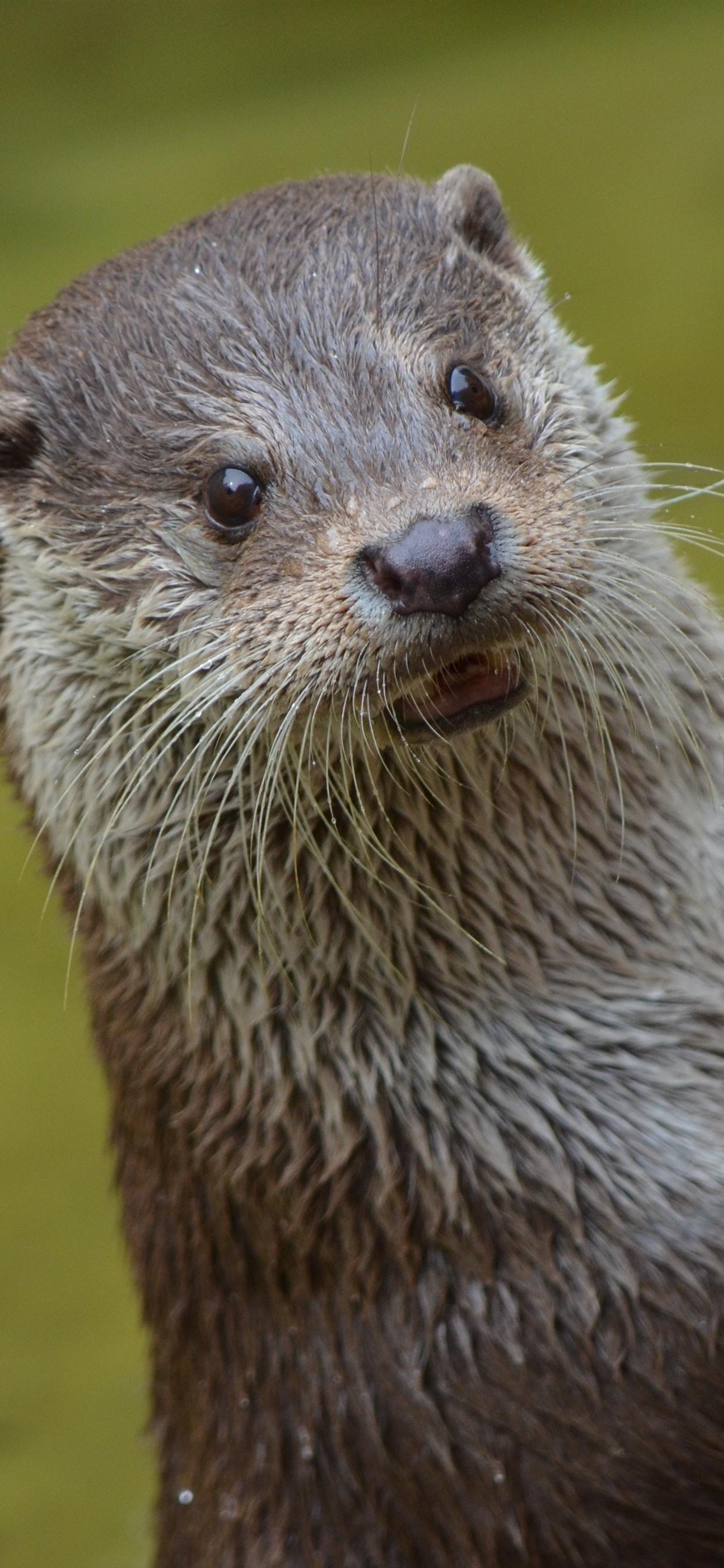 Otter iPhone Wallpapers Top Free Otter iPhone Backgrounds WallpaperAccess