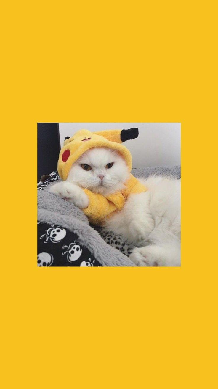 Yellow Aesthetic Cat Wallpapers Top Free Yellow Aesthetic Cat