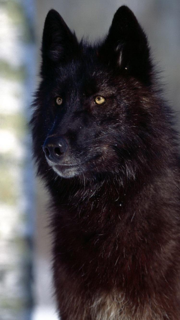 Black Wolf iPhone Wallpapers Top Free Black Wolf iPhone Backgrounds