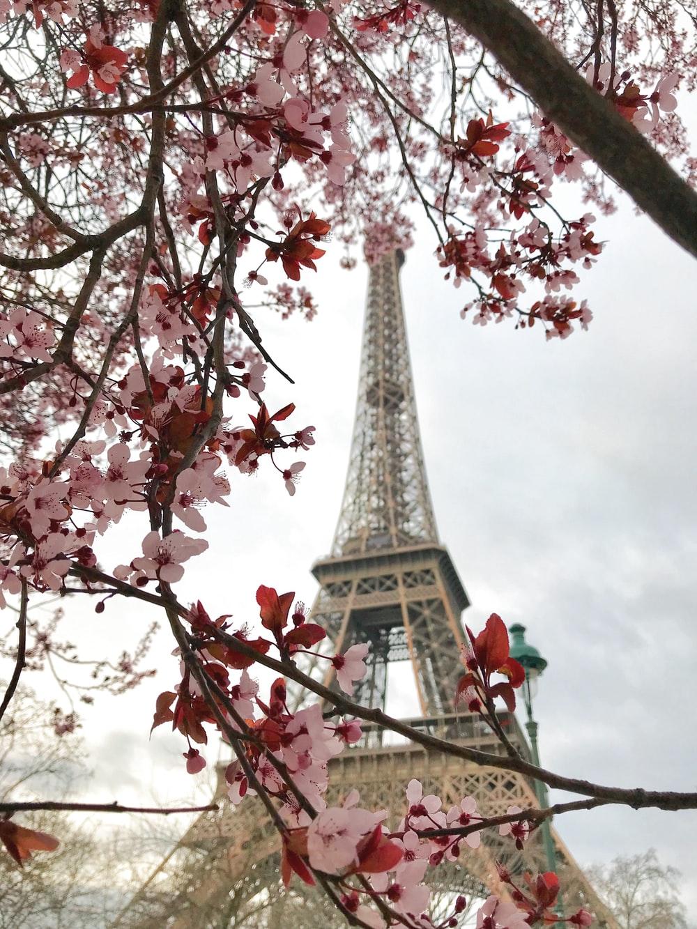 Paris Floral Wallpapers Top Free Paris Floral Backgrounds WallpaperAccess