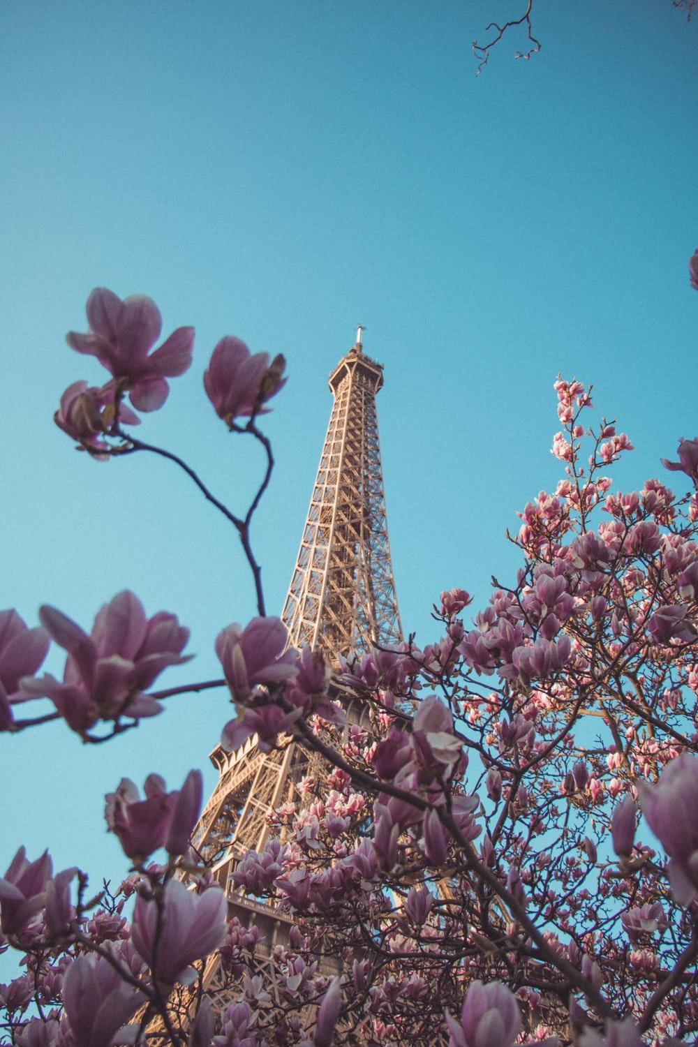 Paris Floral Wallpapers Top Free Paris Floral Backgrounds WallpaperAccess