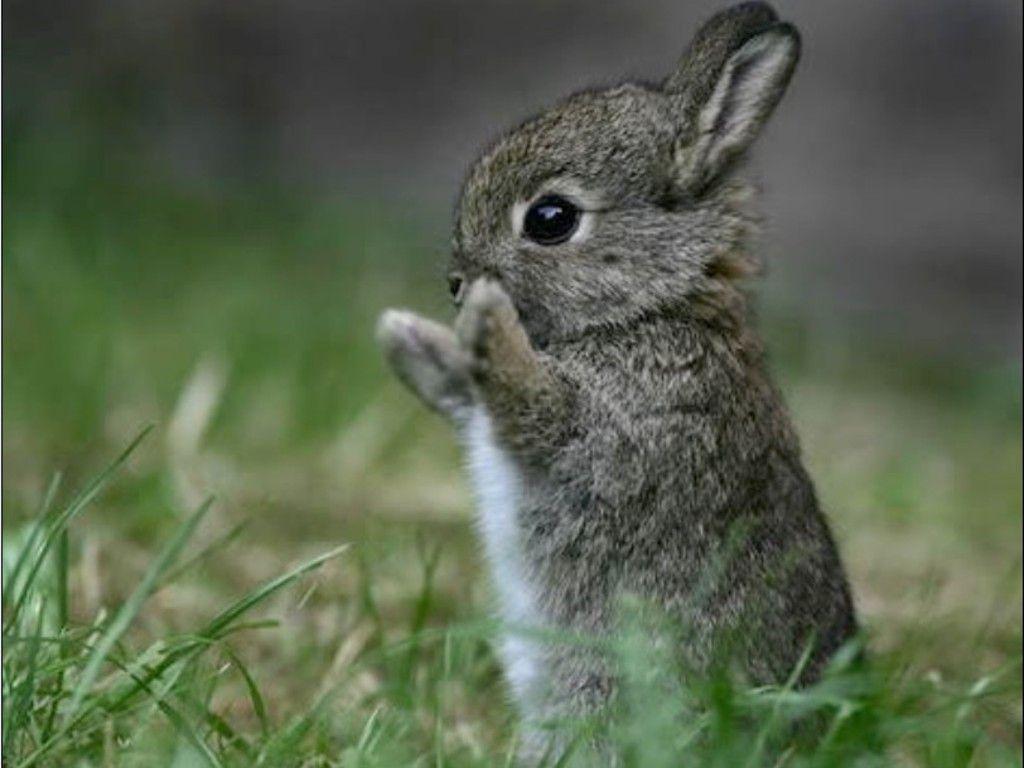 Bunny Wallpaper For Walls