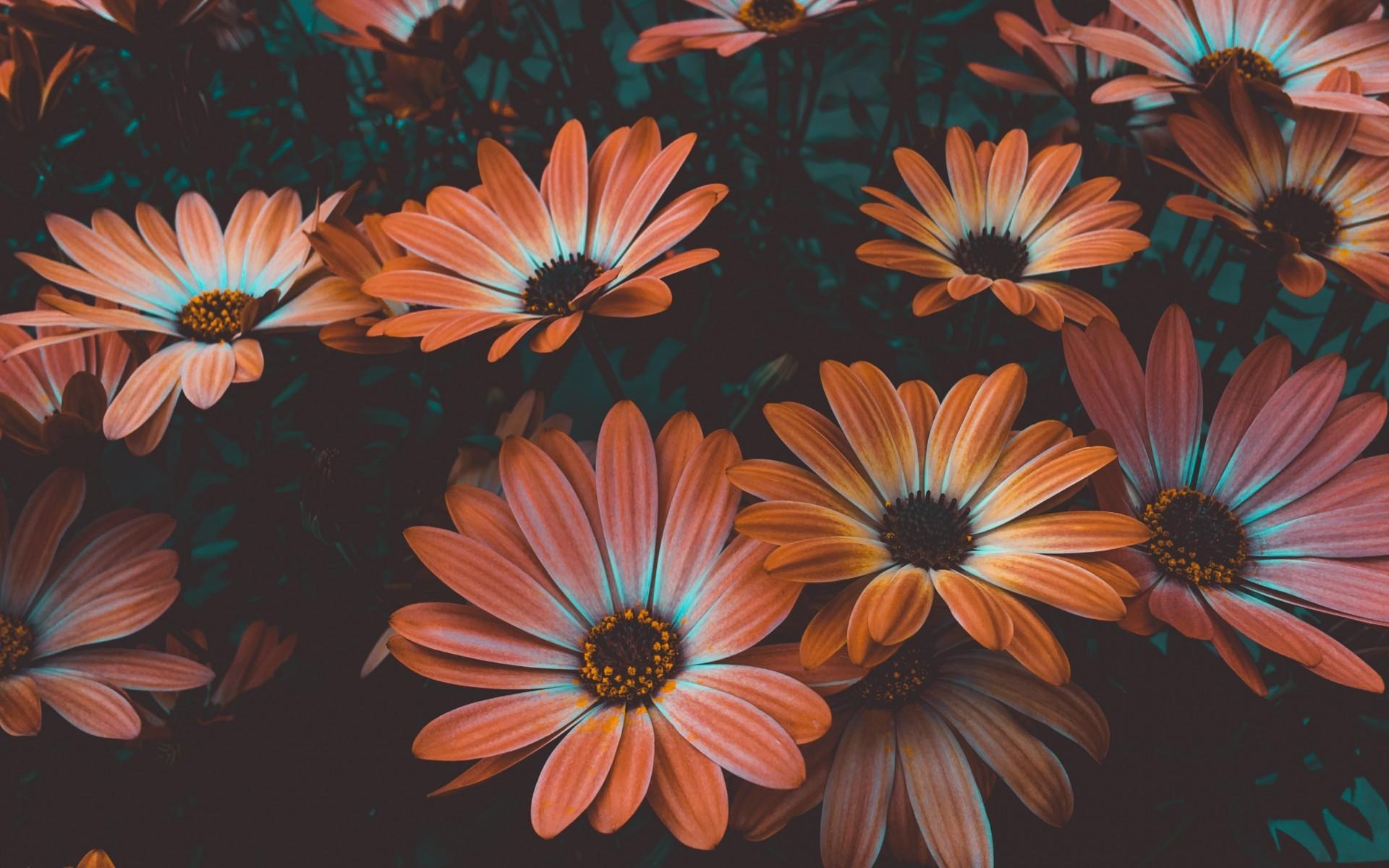 Orange Flower Computer Wallpapers Top Free Orange Flower Computer