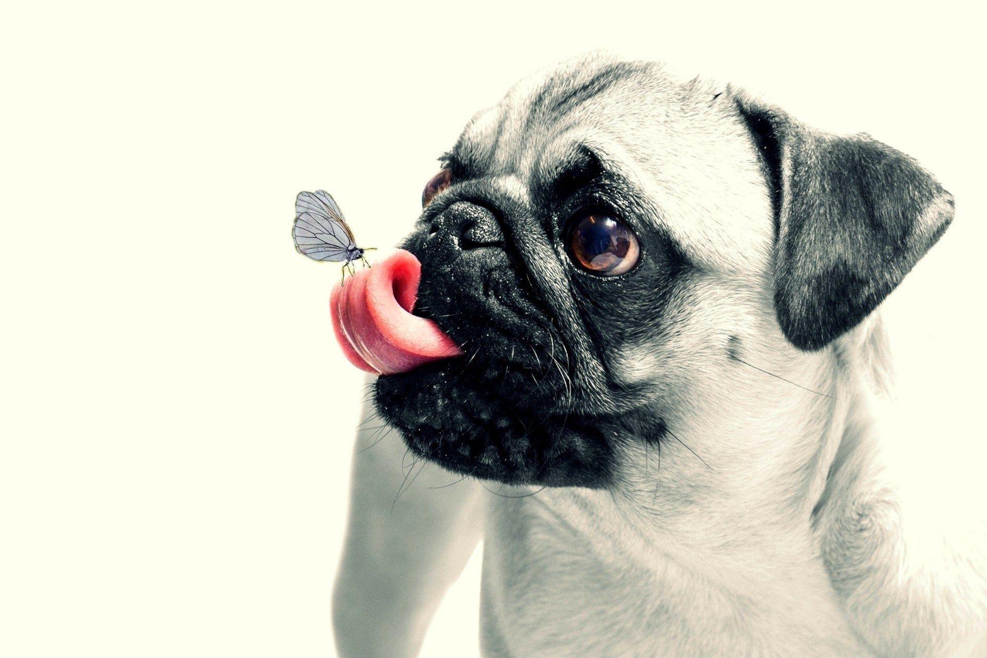 Cute Funny Dog Wallpapers Top Free Cute Funny Dog Backgrounds