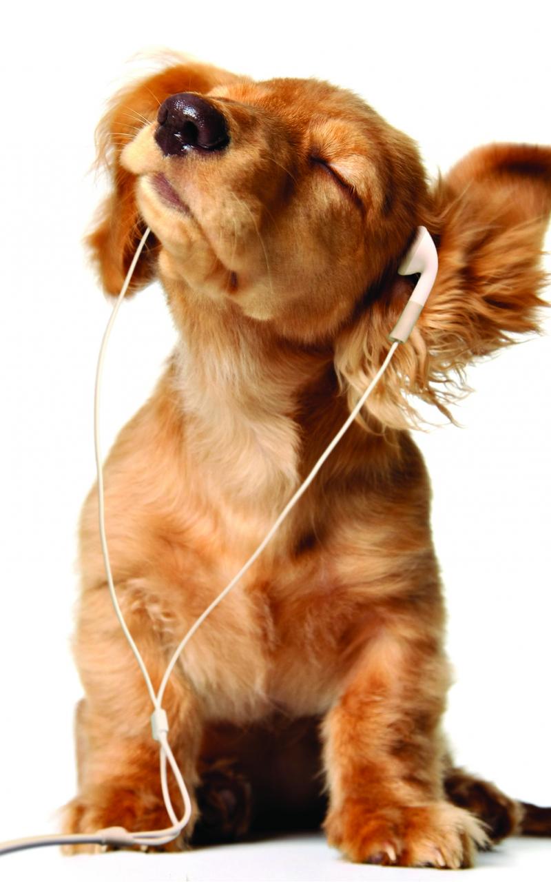 Cute Funny Dog Wallpapers Top Free Cute Funny Dog Backgrounds