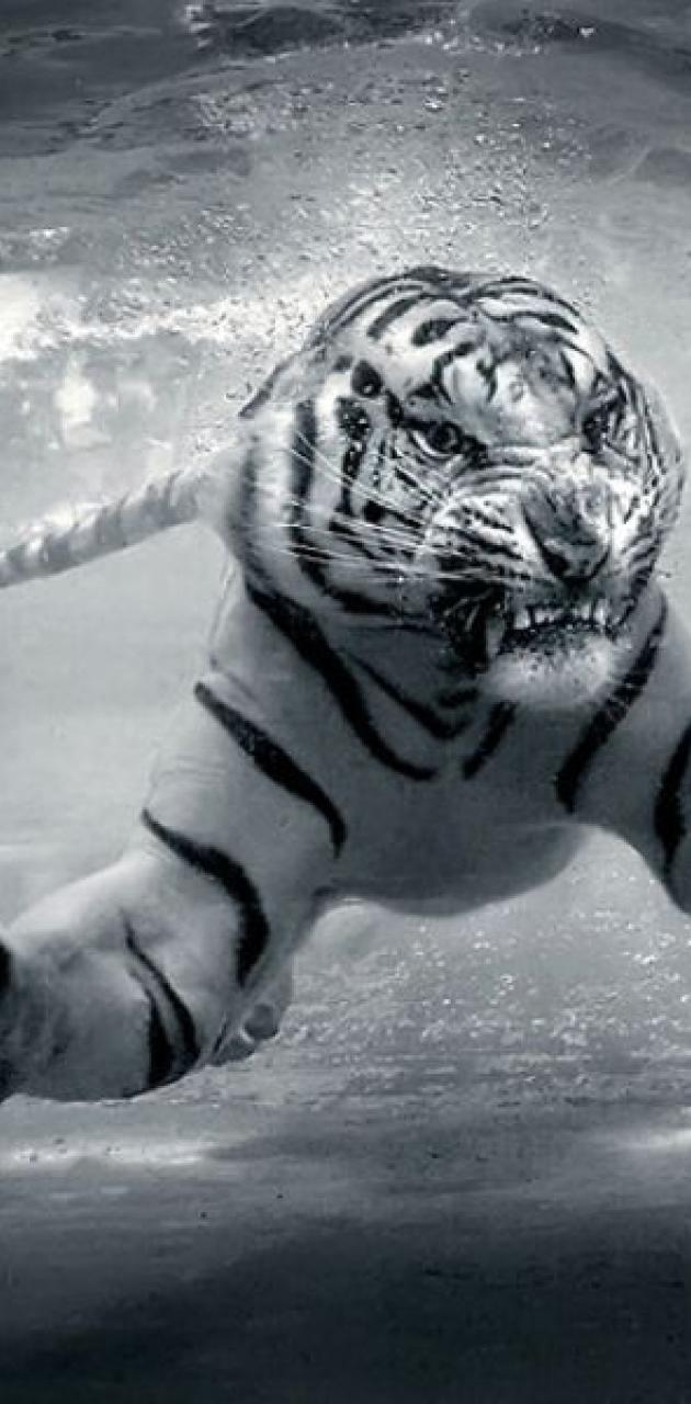 Angry White Tiger Wallpapers Top Free Angry White Tiger Backgrounds