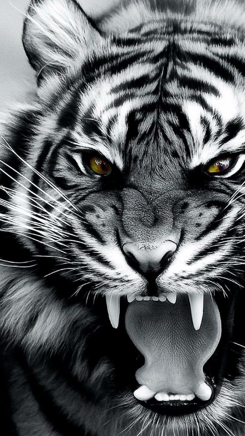 Angry White Tiger Wallpapers Top Free Angry White Tiger Backgrounds