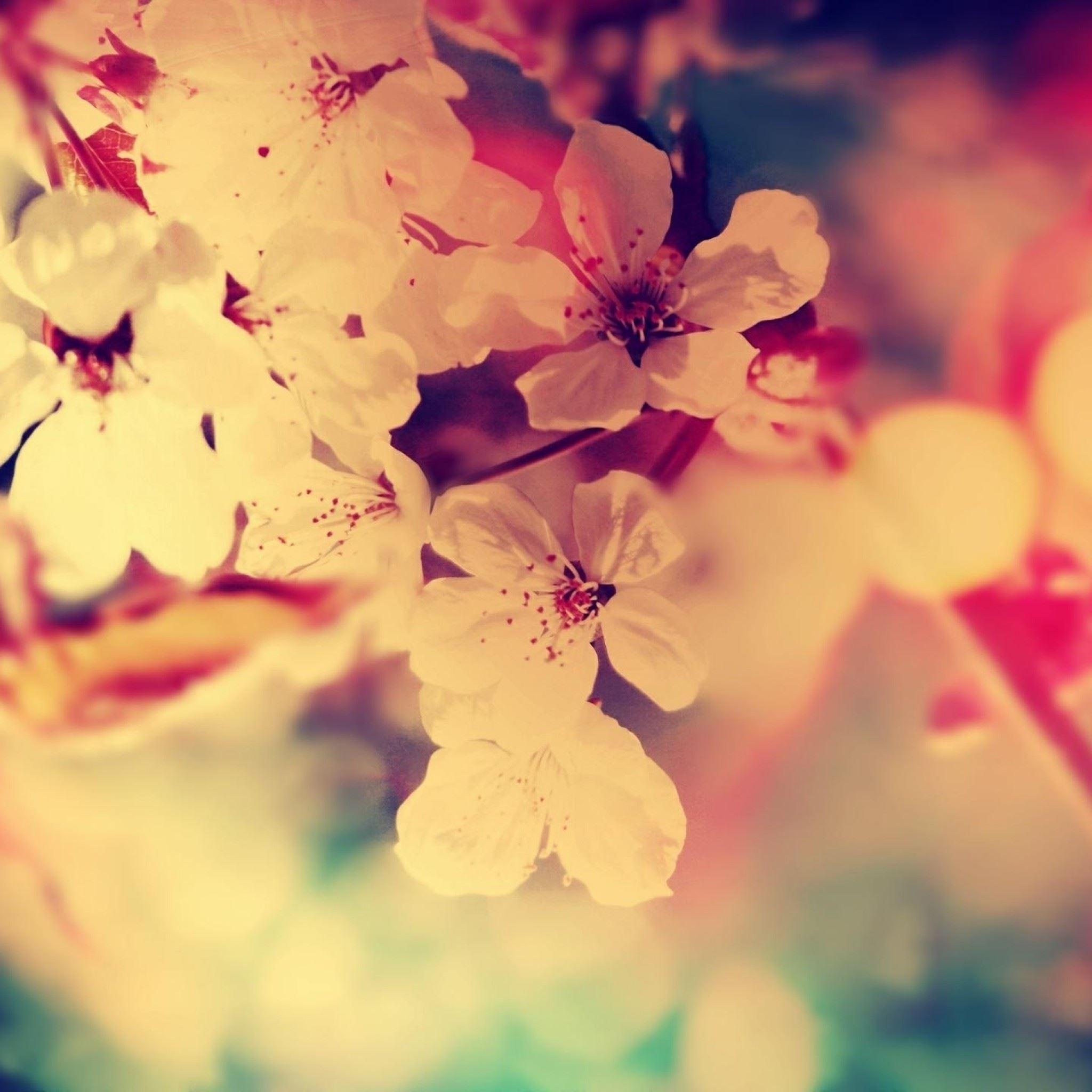 Red White and Blue Flower Wallpapers Top Free Red White and Blue