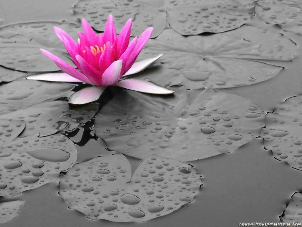 Gray and Pink Desktop Wallpapers Top Free Gray and Pink Desktop