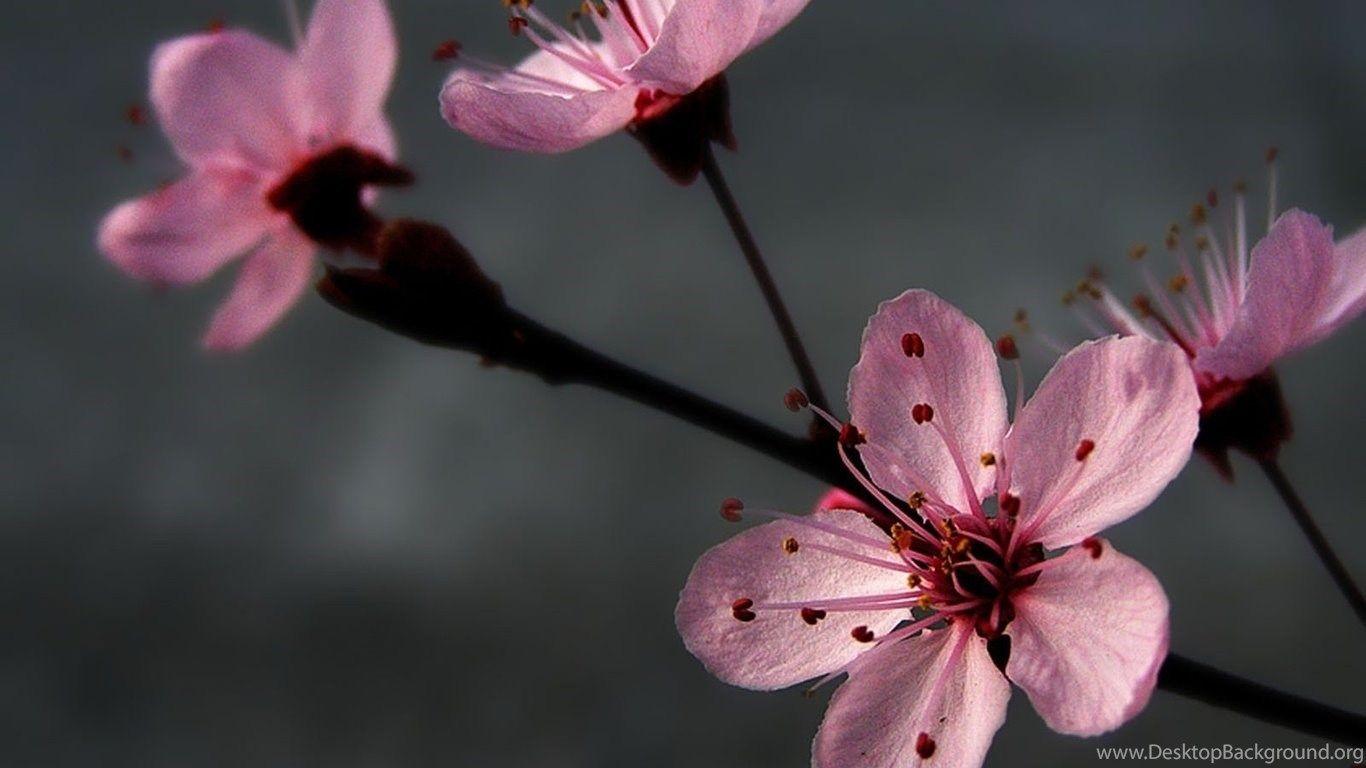 Gray and Pink Desktop Wallpapers Top Free Gray and Pink Desktop