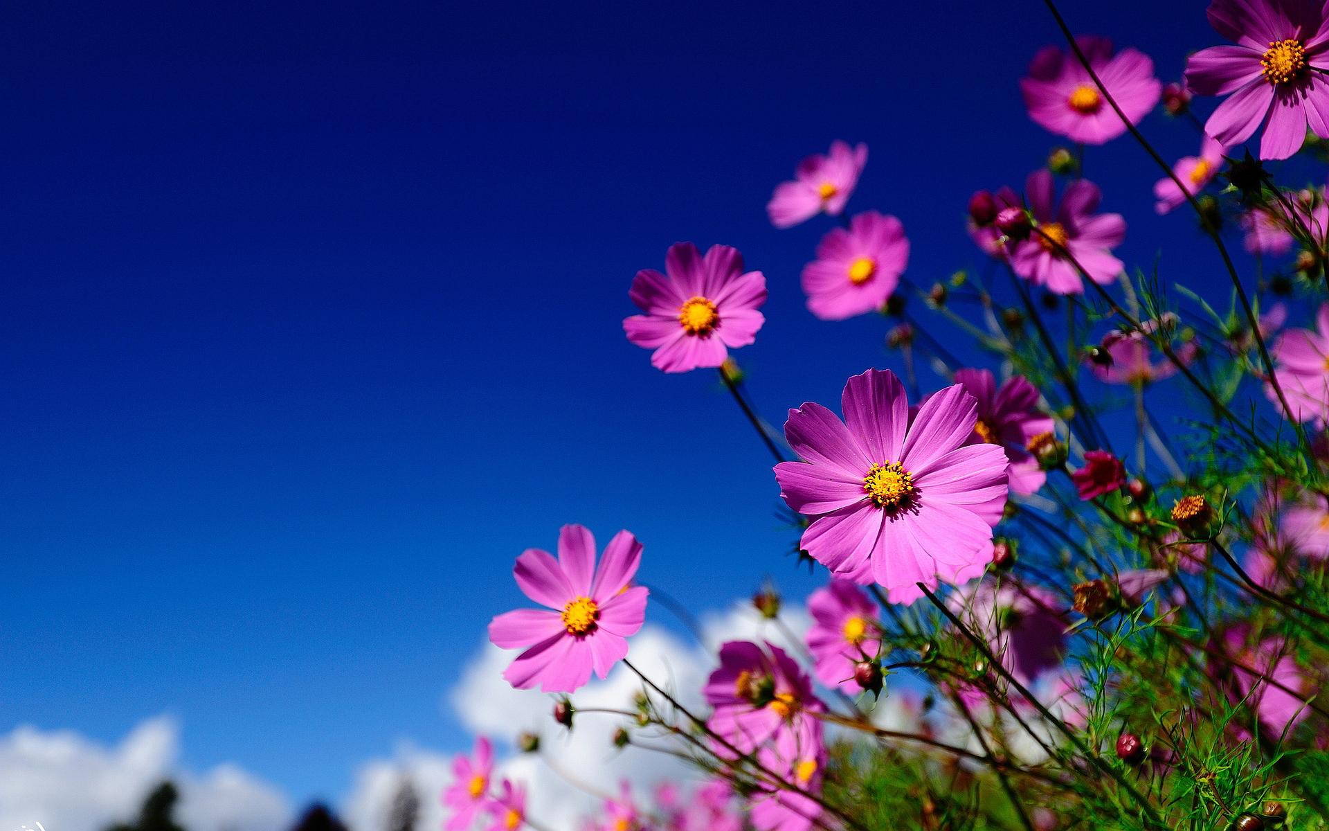 Pink Summer Flowers Desktop Wallpapers Top Free Pink Summer Flowers