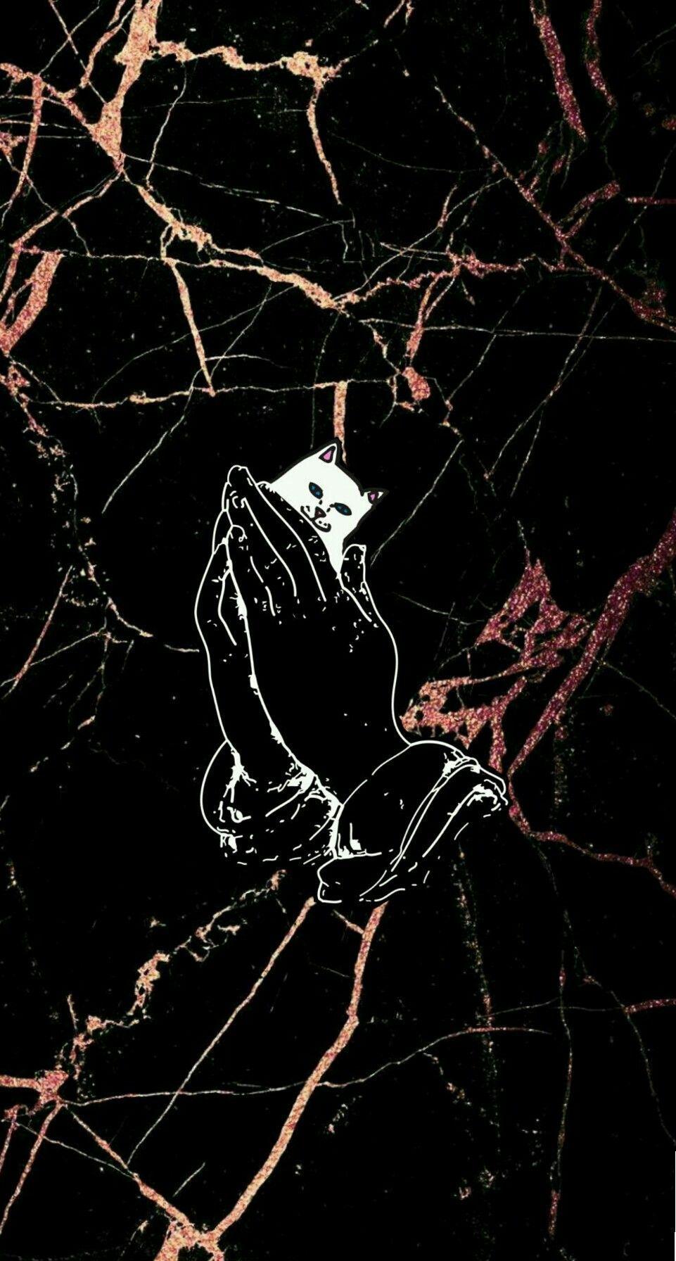 Cat Showing Middle Finger Wallpapers Top Free Cat Showing Middle