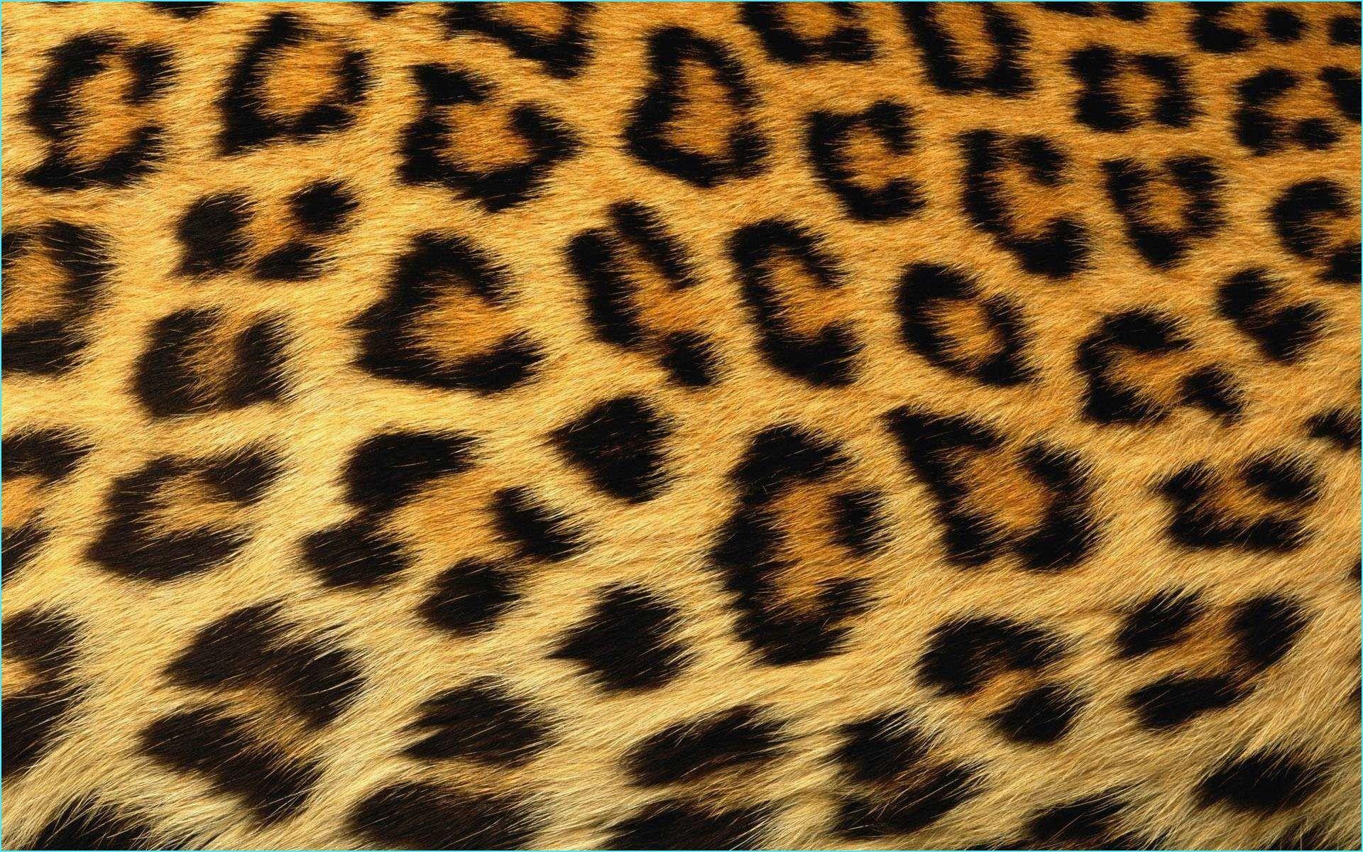 Animal Print Wallpapers Top Free Animal Print Backgrounds
