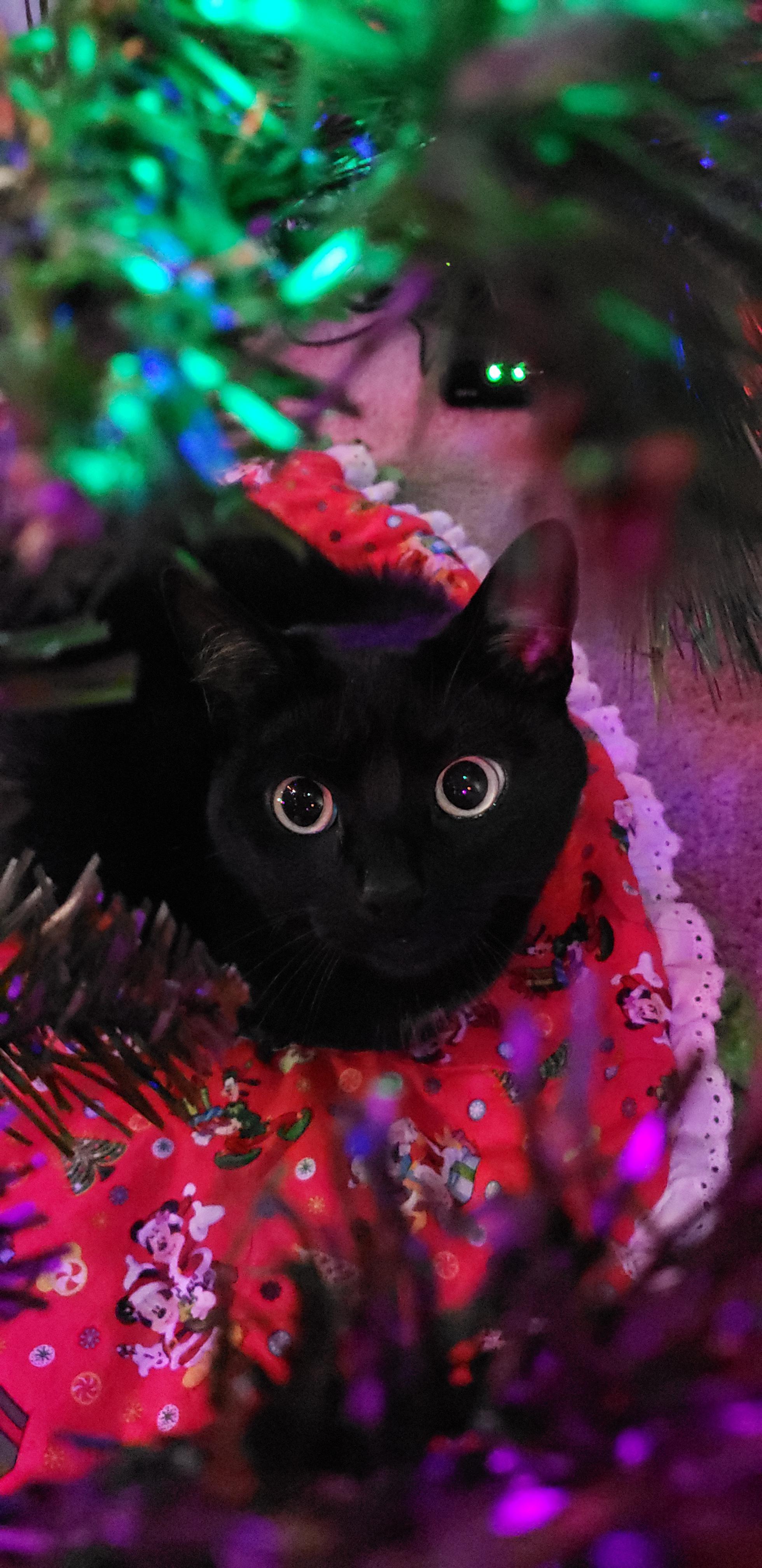 Christmas Black Cat Wallpaper