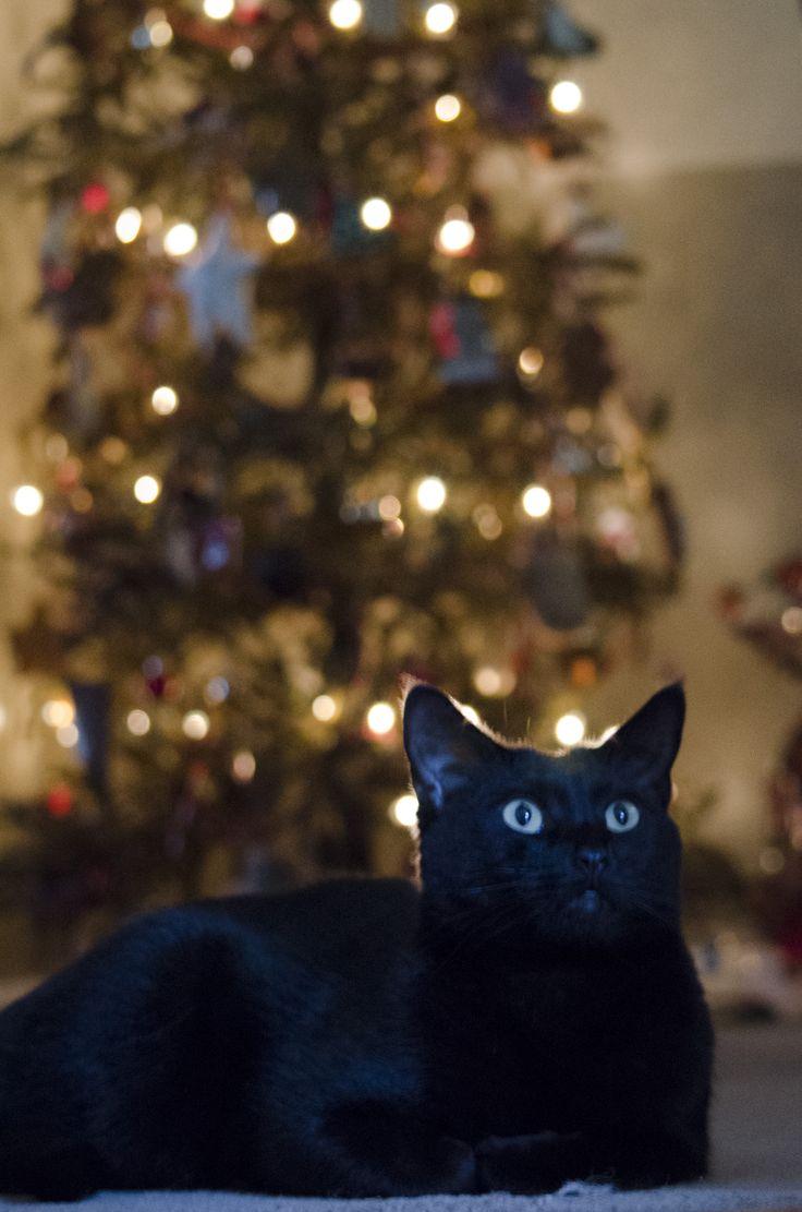 Black Cat Christmas Wallpapers Top Free Black Cat Christmas