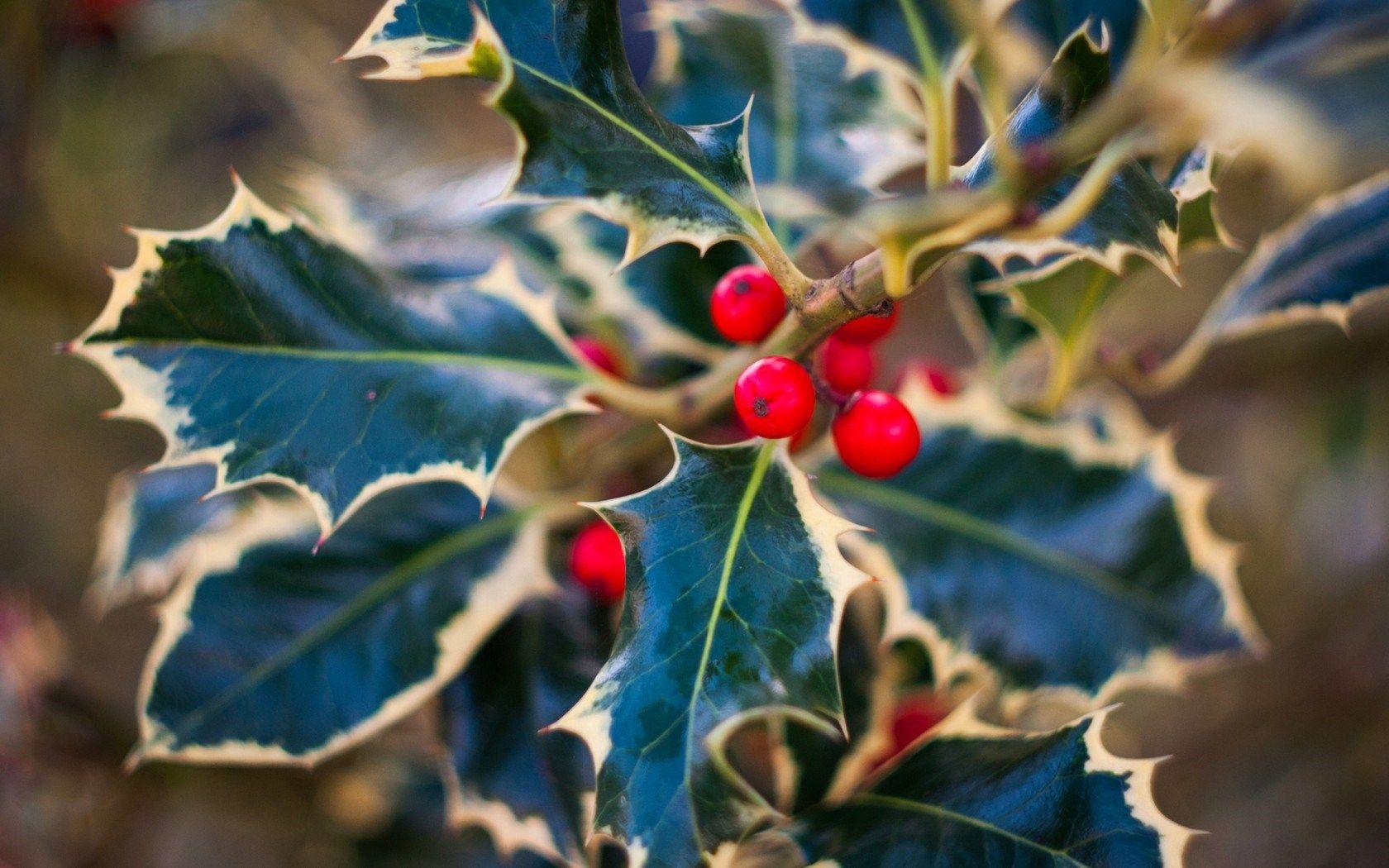 Christmas Holly Wallpapers Top Free Christmas Holly Backgrounds