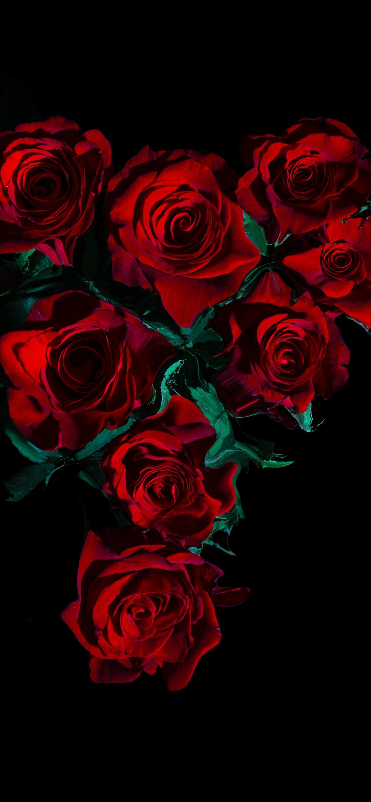 Dark Red Rose iPhone Wallpapers Top Free Dark Red Rose iPhone