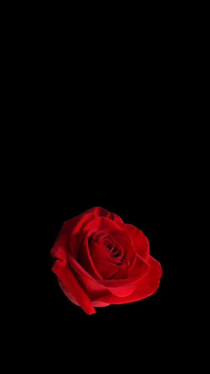 Dark Red Rose iPhone Wallpapers Top Free Dark Red Rose iPhone