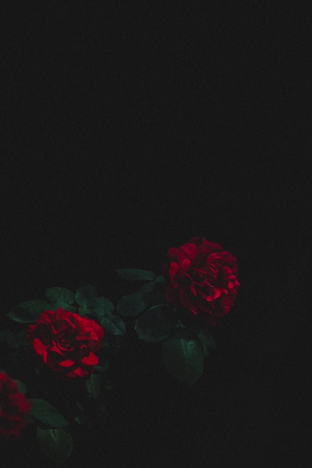 Dark Red Rose iPhone Wallpapers Top Free Dark Red Rose iPhone