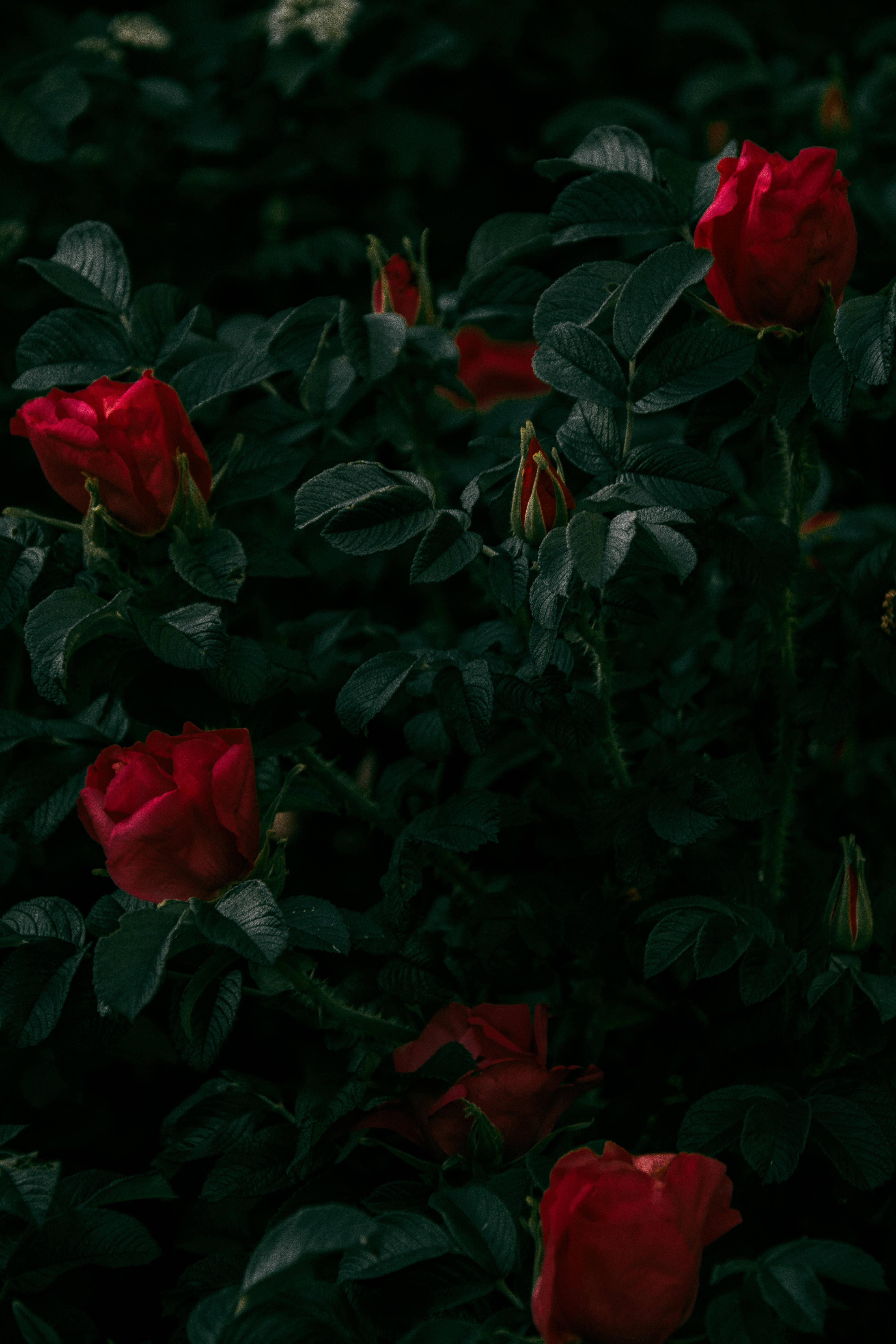 Dark Red Rose iPhone Wallpapers Top Free Dark Red Rose iPhone
