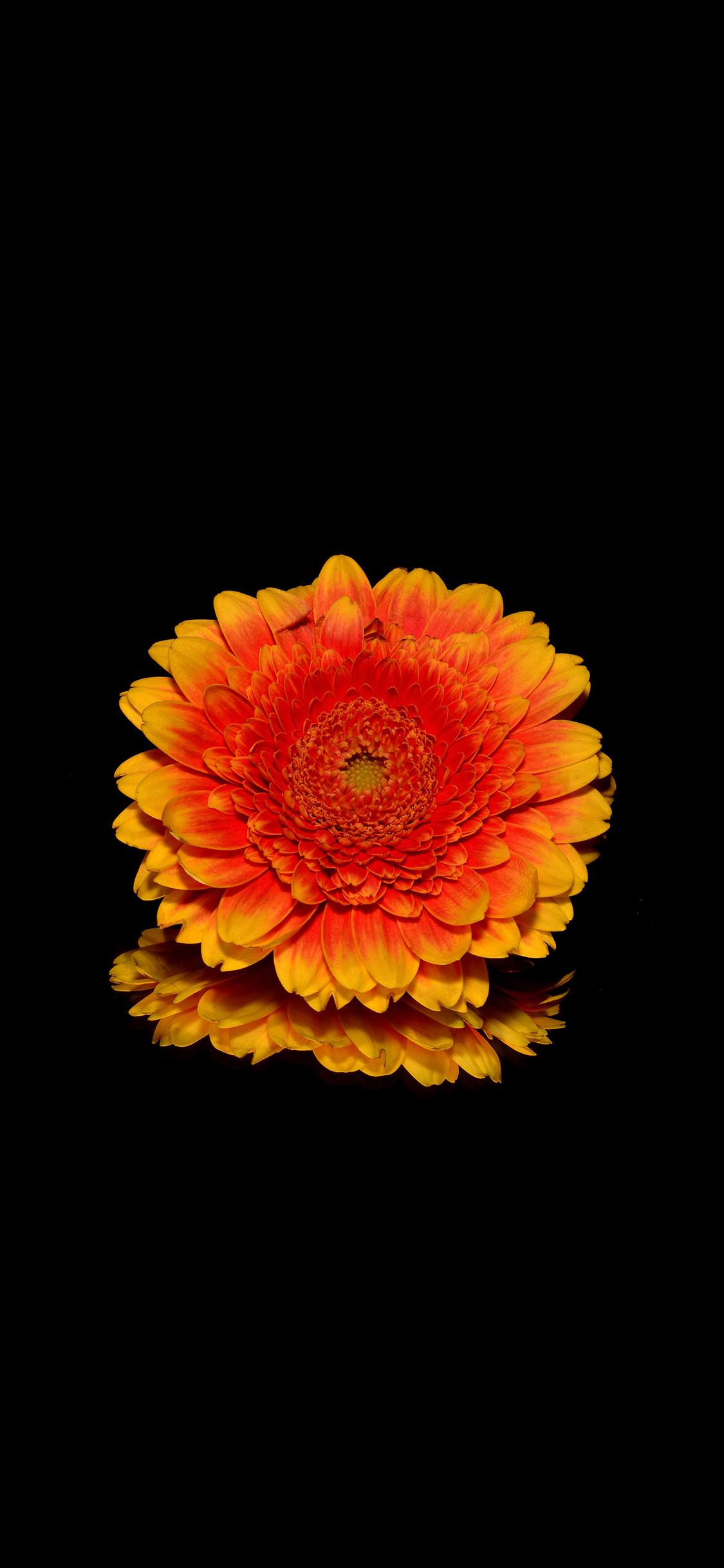 Dark Red Rose iPhone Wallpapers Top Free Dark Red Rose iPhone