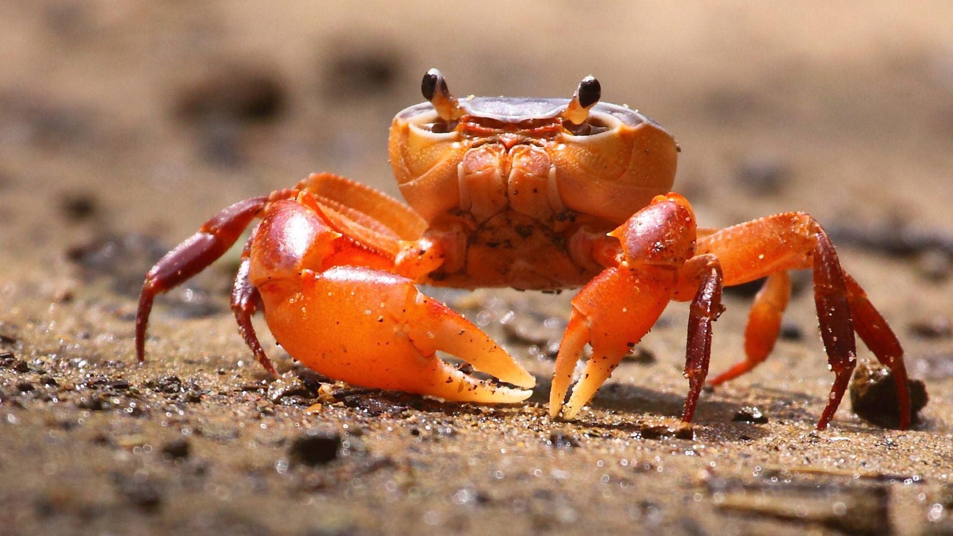 Crab Desktop Wallpapers Top Free Crab Desktop Backgrounds