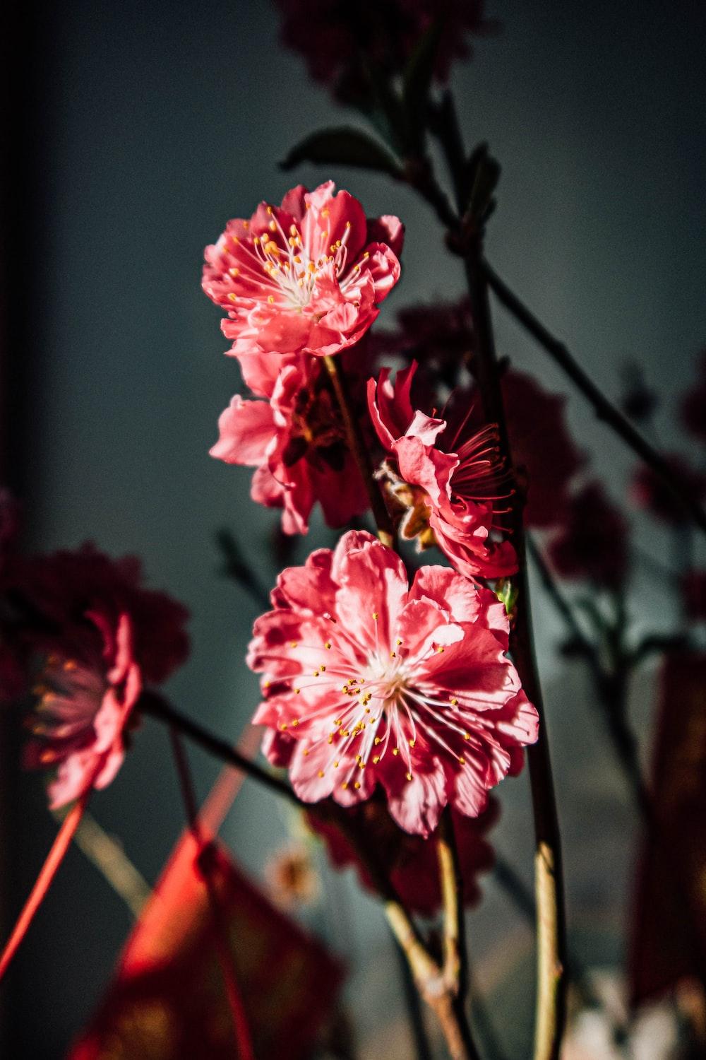 Chinese Flowers Wallpapers Top Free Chinese Flowers Backgrounds