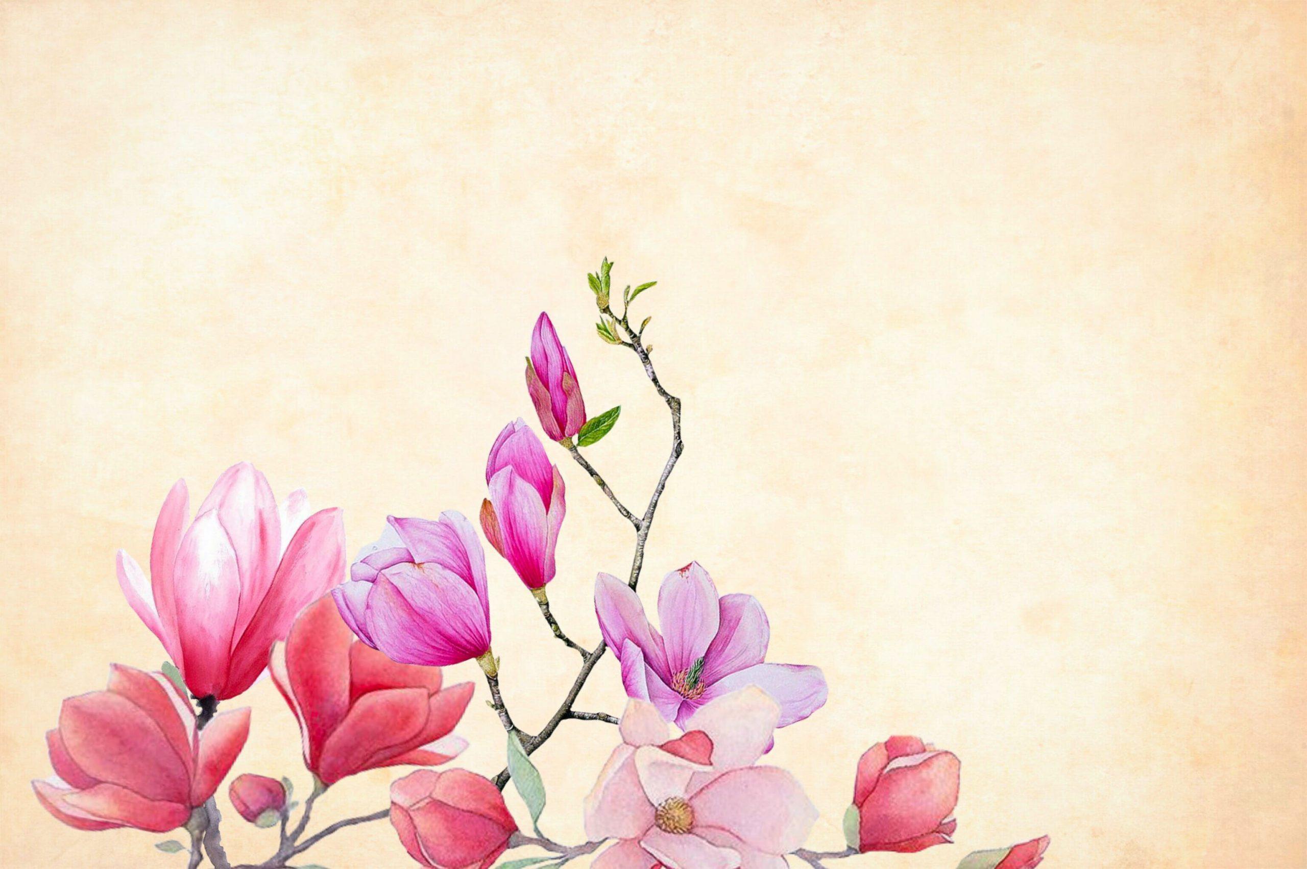 Chinese Flowers Wallpapers Top Free Chinese Flowers Backgrounds
