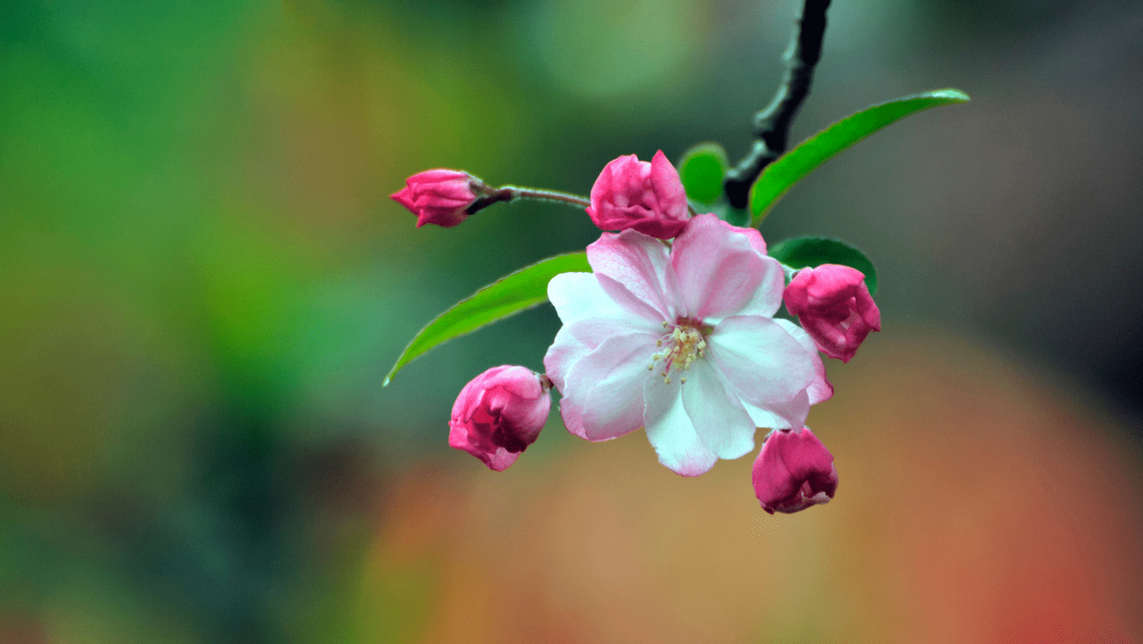 Chinese Flowers Wallpapers Top Free Chinese Flowers Backgrounds