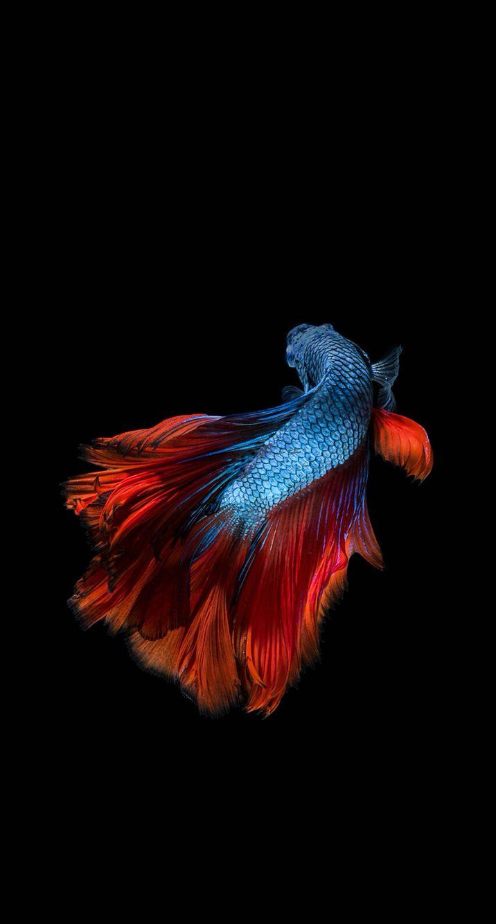 Betta Fish iPhone Wallpapers Top Free Betta Fish iPhone Backgrounds