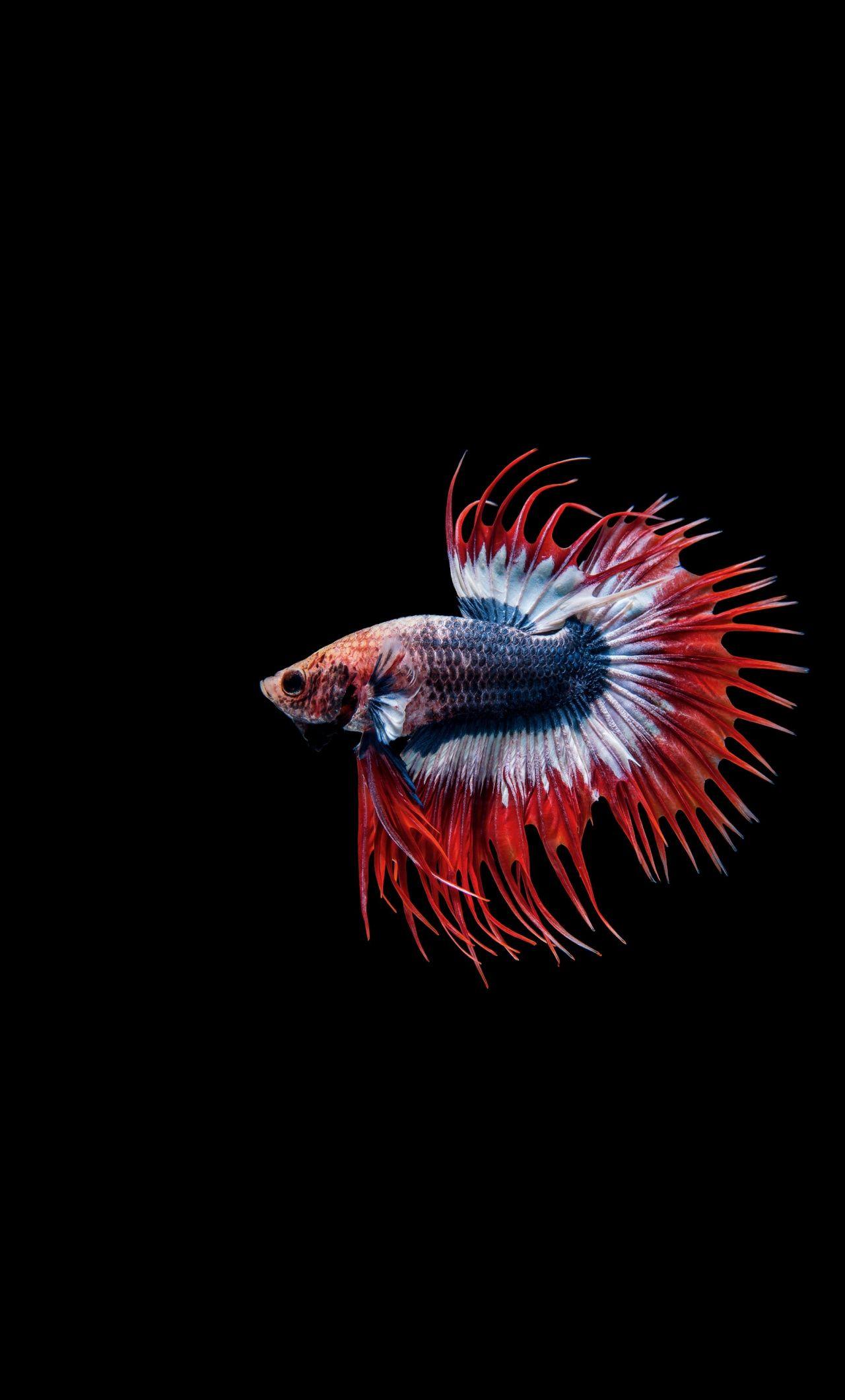 Betta Fish iPhone Wallpapers Top Free Betta Fish iPhone Backgrounds