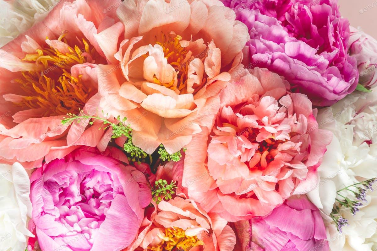 Light Pink Peonies Wallpapers Top Free Light Pink Peonies Backgrounds