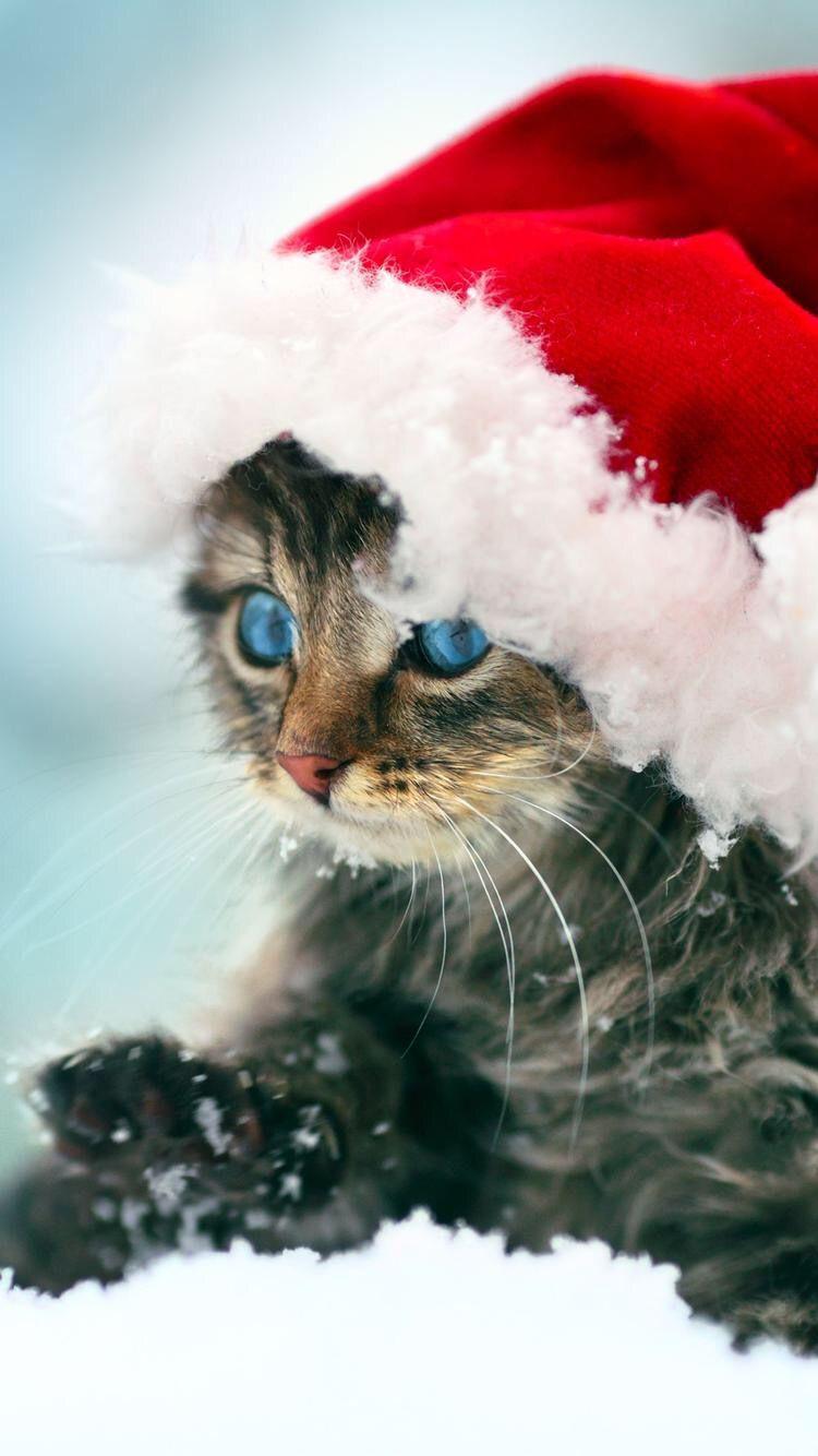 Christmas Cat iPhone Wallpapers Top Free Christmas Cat iPhone