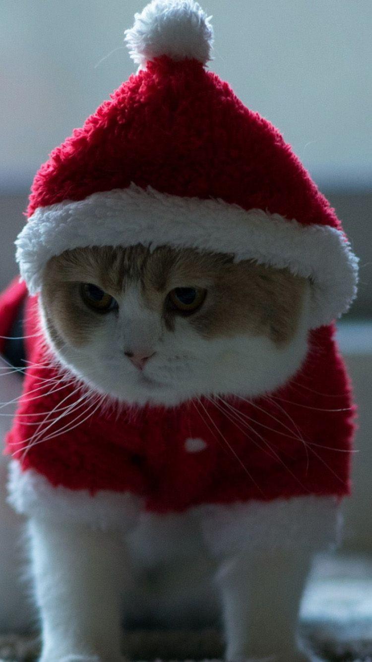 Christmas Cat iPhone Wallpapers Top Free Christmas Cat iPhone