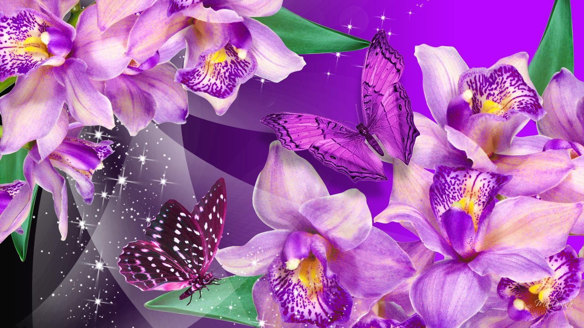 Beautiful Butterfly Wallpapers Top Free Beautiful Butterfly