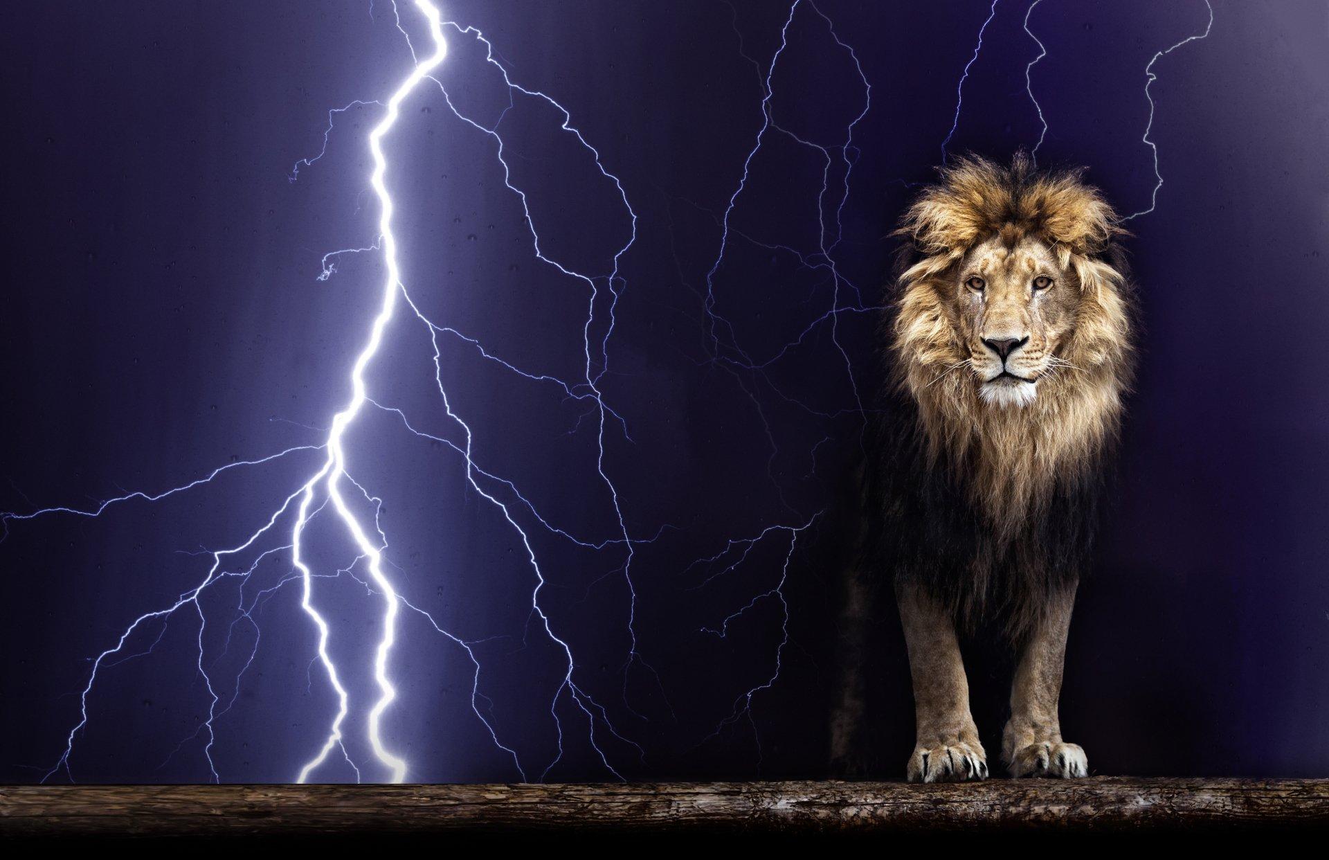 Lightning Lion Wallpapers Top Free Lightning Lion Backgrounds