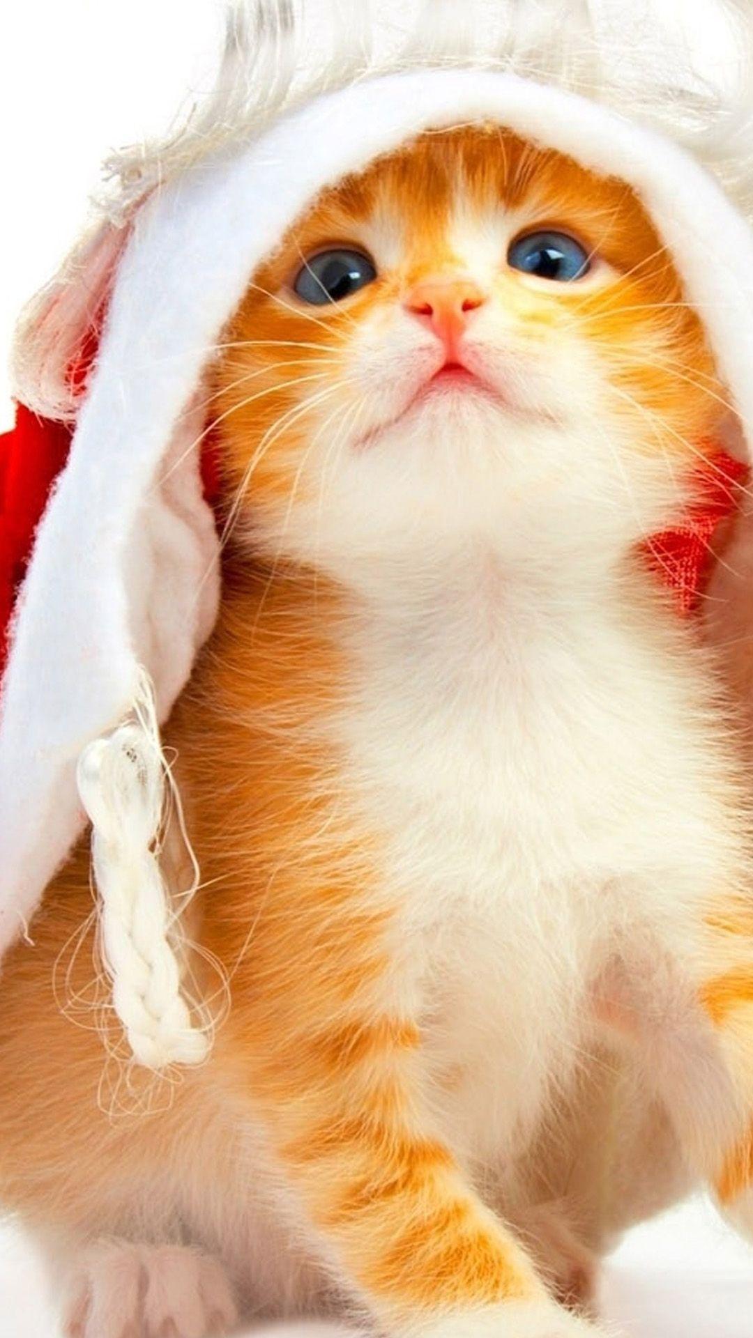 Christmas Cat iPhone Wallpapers Top Free Christmas Cat iPhone