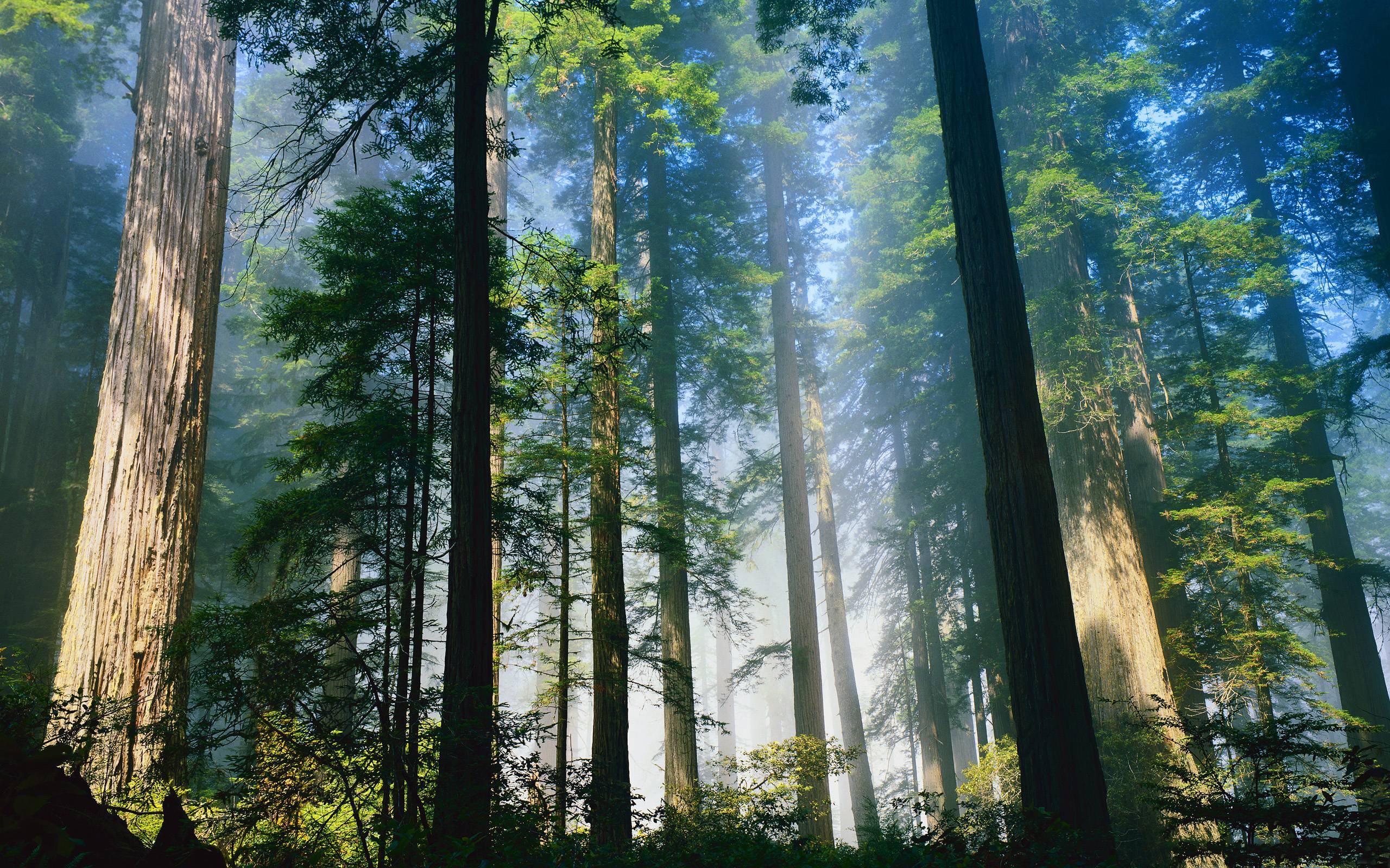 Giant Redwood Forest Wallpapers Top Free Giant Redwood Forest