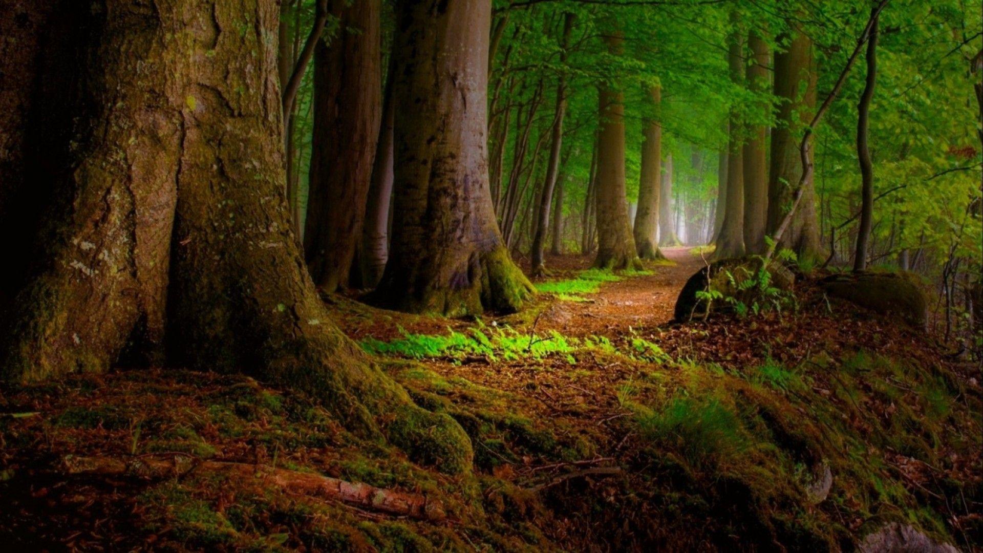 40 Best Free Redwood Forest Wallpapers WallpaperAccess