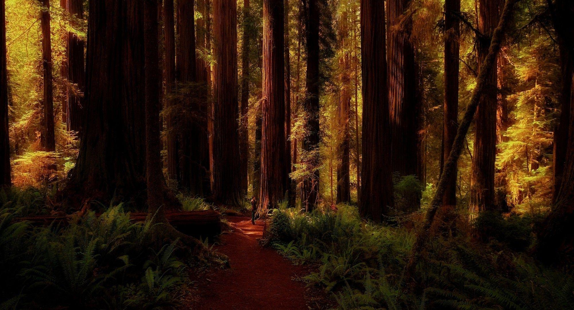 Redwood Forest Wallpapers Top Free Redwood Forest Backgrounds