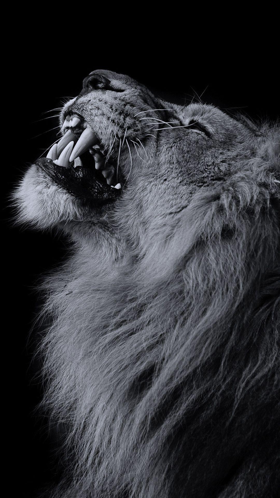 Lion iPhone Wallpapers Top Free Lion iPhone Backgrounds WallpaperAccess