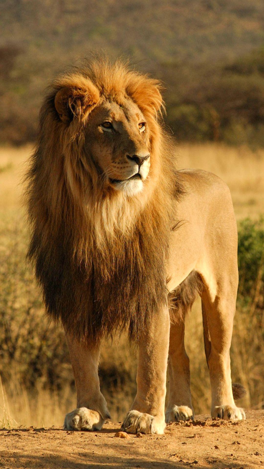 Lion iPhone Wallpapers Top Free Lion iPhone Backgrounds WallpaperAccess
