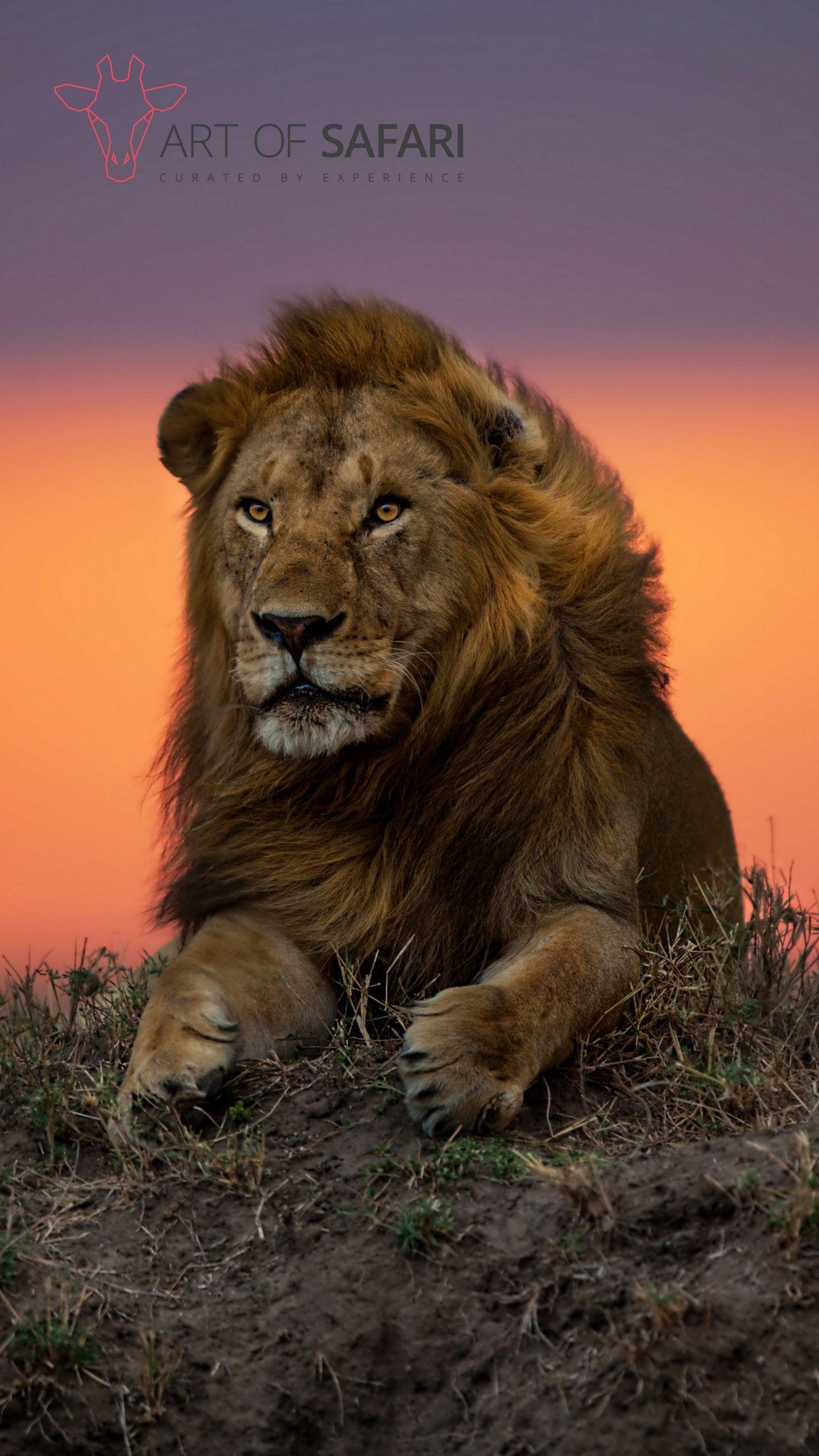 Lion iPhone Wallpapers Top Free Lion iPhone Backgrounds WallpaperAccess