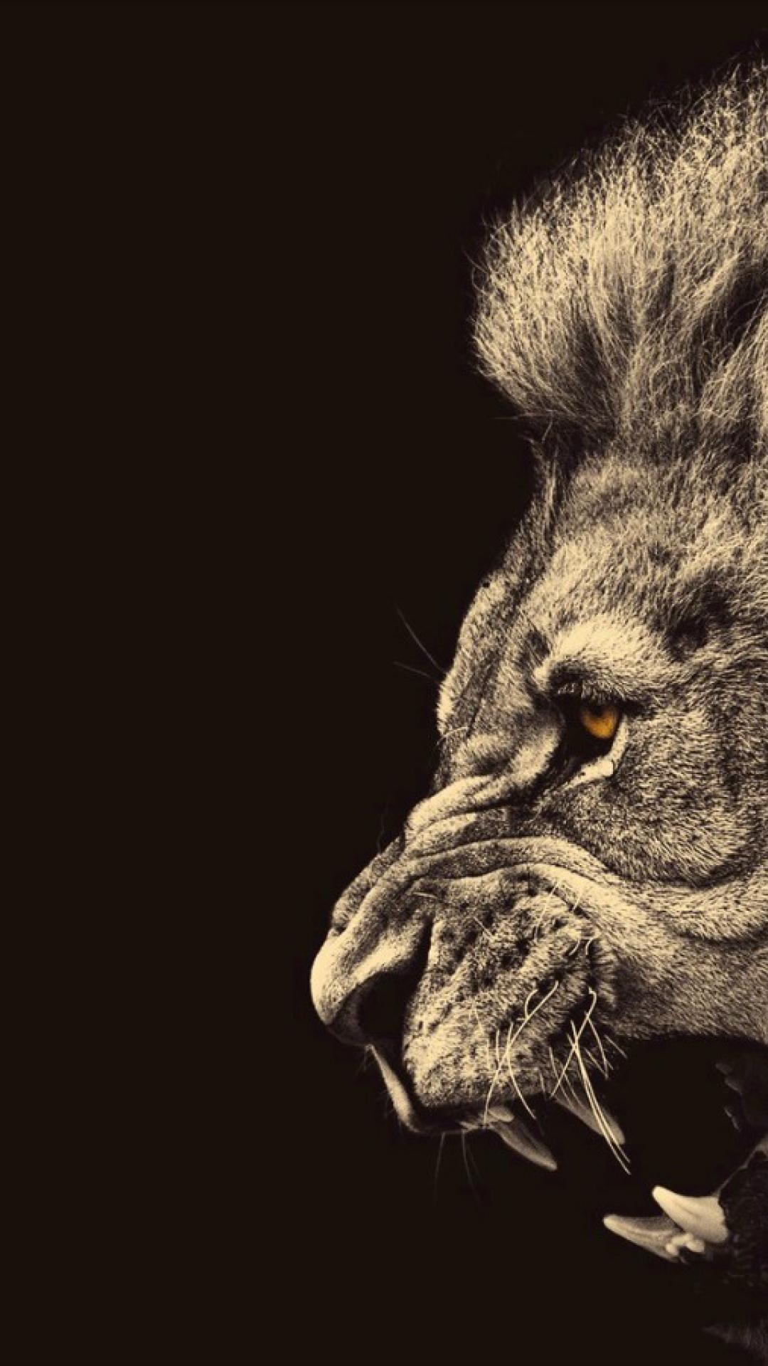 Lion iPhone Wallpapers Top Free Lion iPhone Backgrounds WallpaperAccess