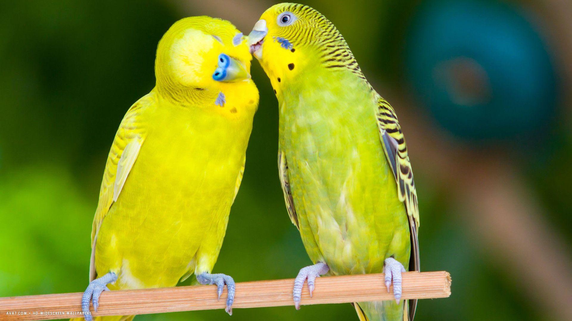Budgie Bird Wallpapers Top Free Budgie Bird Backgrounds WallpaperAccess