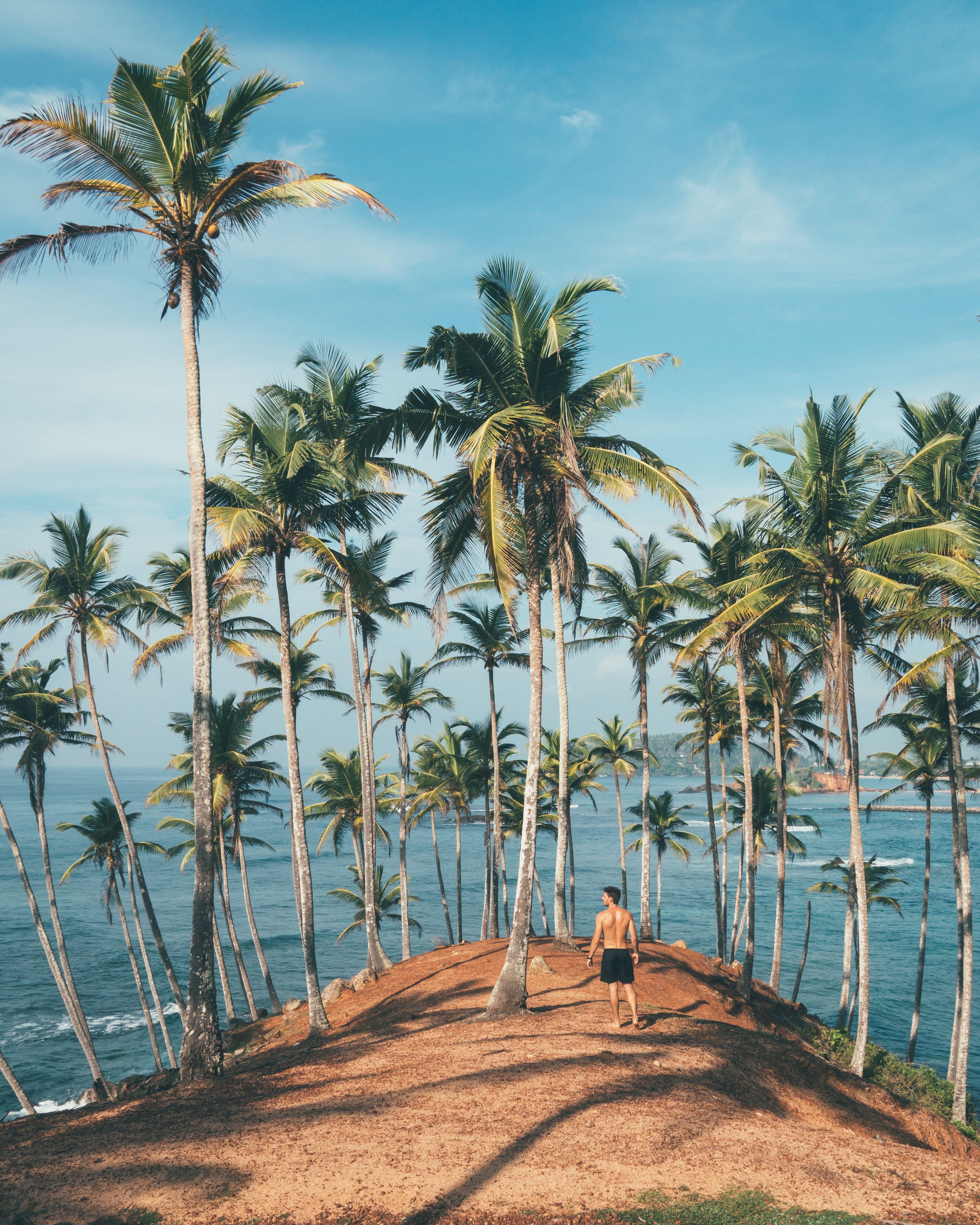 Aesthetic Palm Tree Phone Wallpapers Top Free Aesthetic