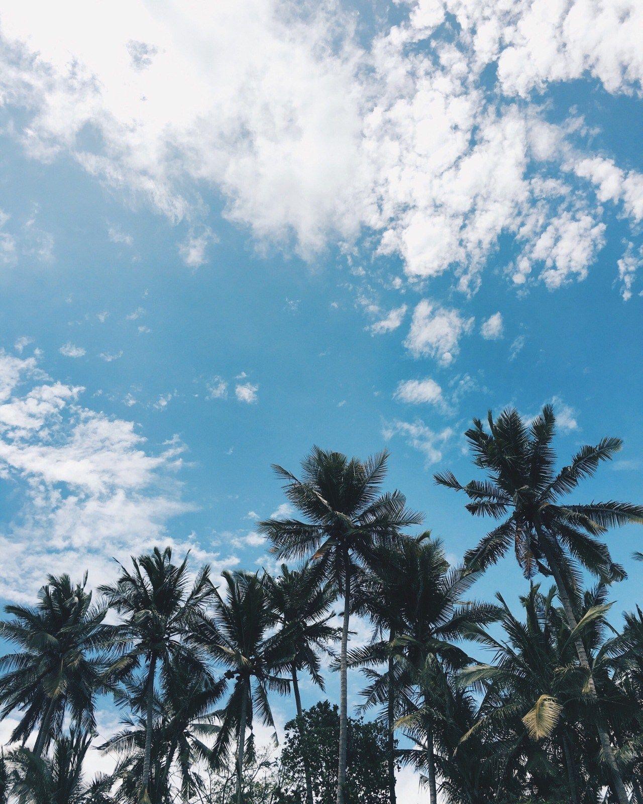 Aesthetic Palm Tree Phone Wallpapers Top Free Aesthetic