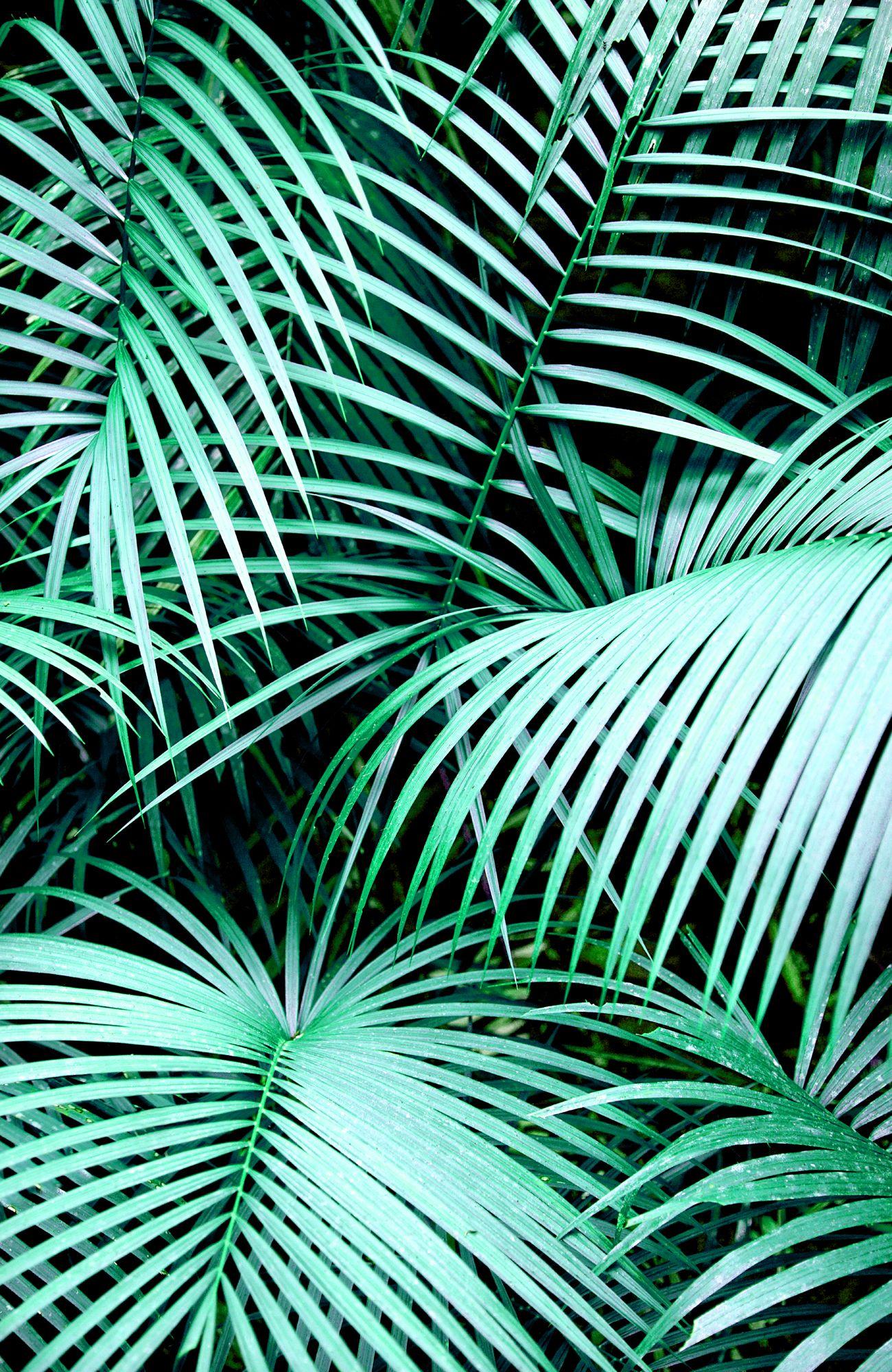 Aesthetic Palm Tree Phone Wallpapers Top Free Aesthetic Palm Tree