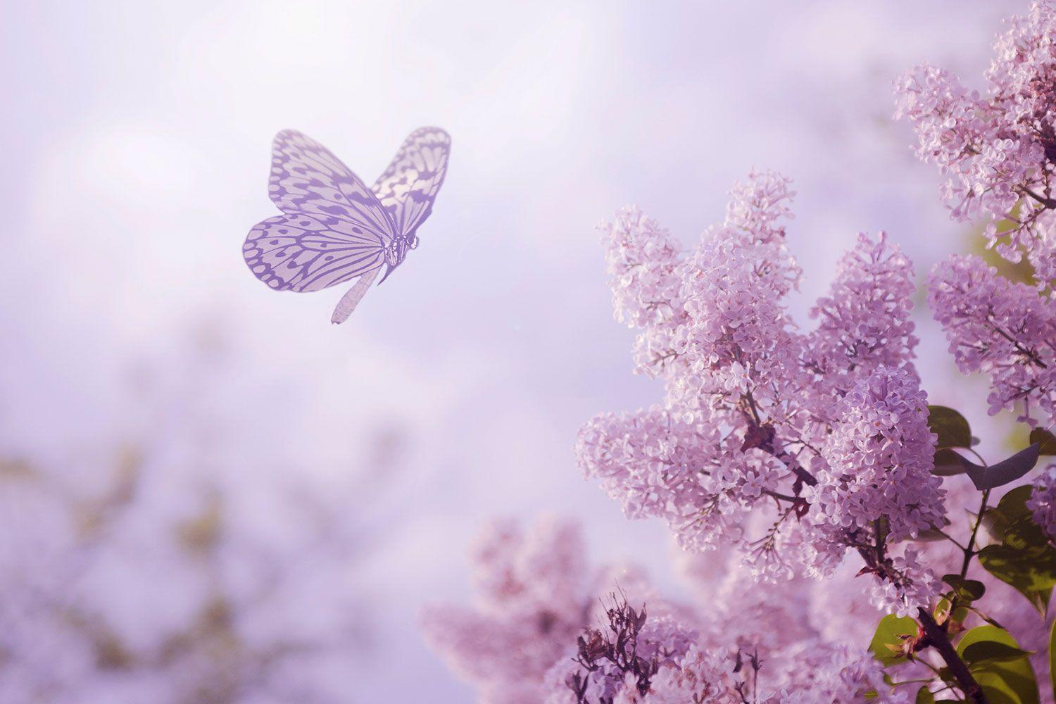 Lavender Butterfly Wallpapers Top Free Lavender Butterfly Backgrounds