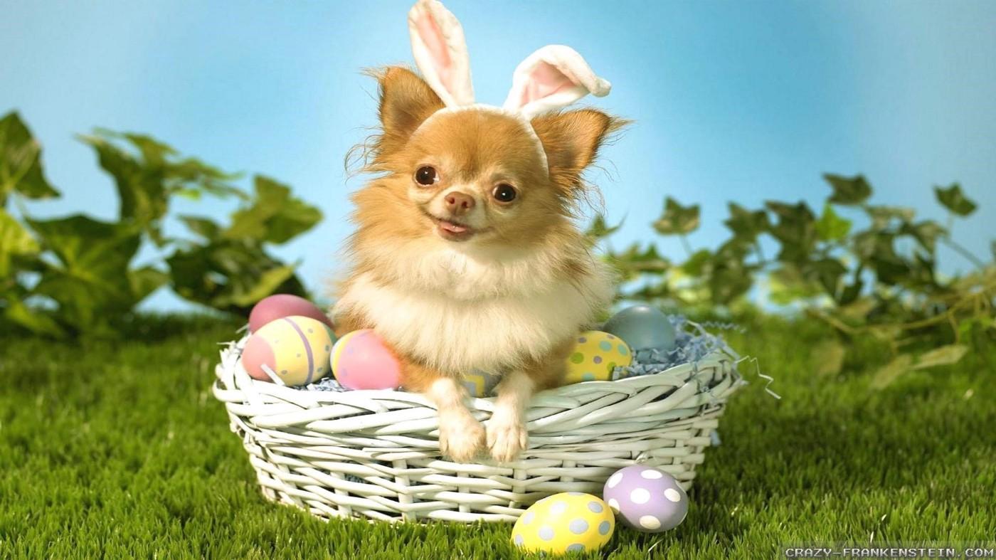 Cute Easter Dog Wallpapers Top Free Cute Easter Dog Backgrounds